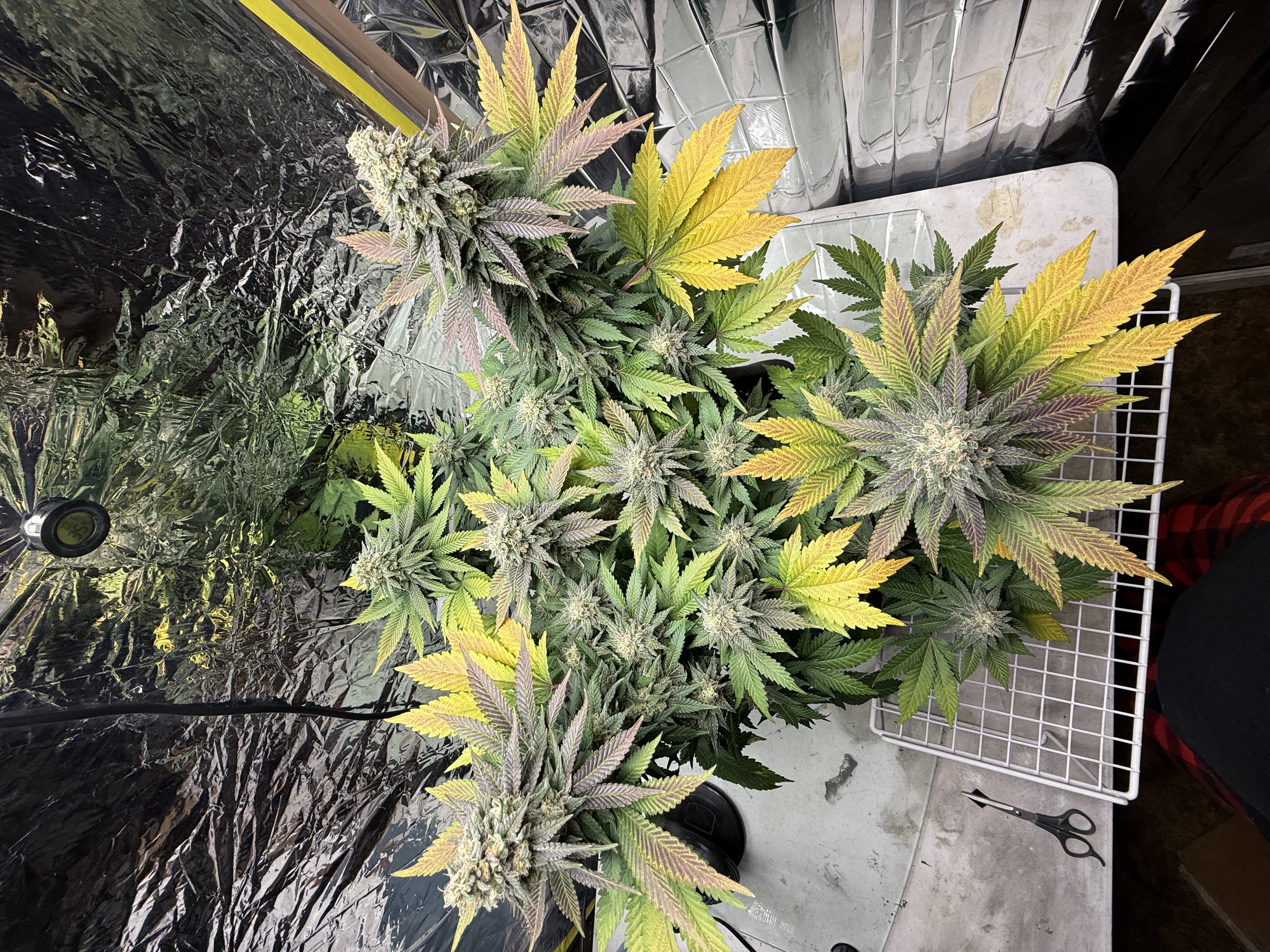 Blue Dream — flower, day 107