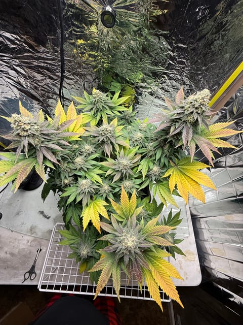 Blue Dream — flower, day 107