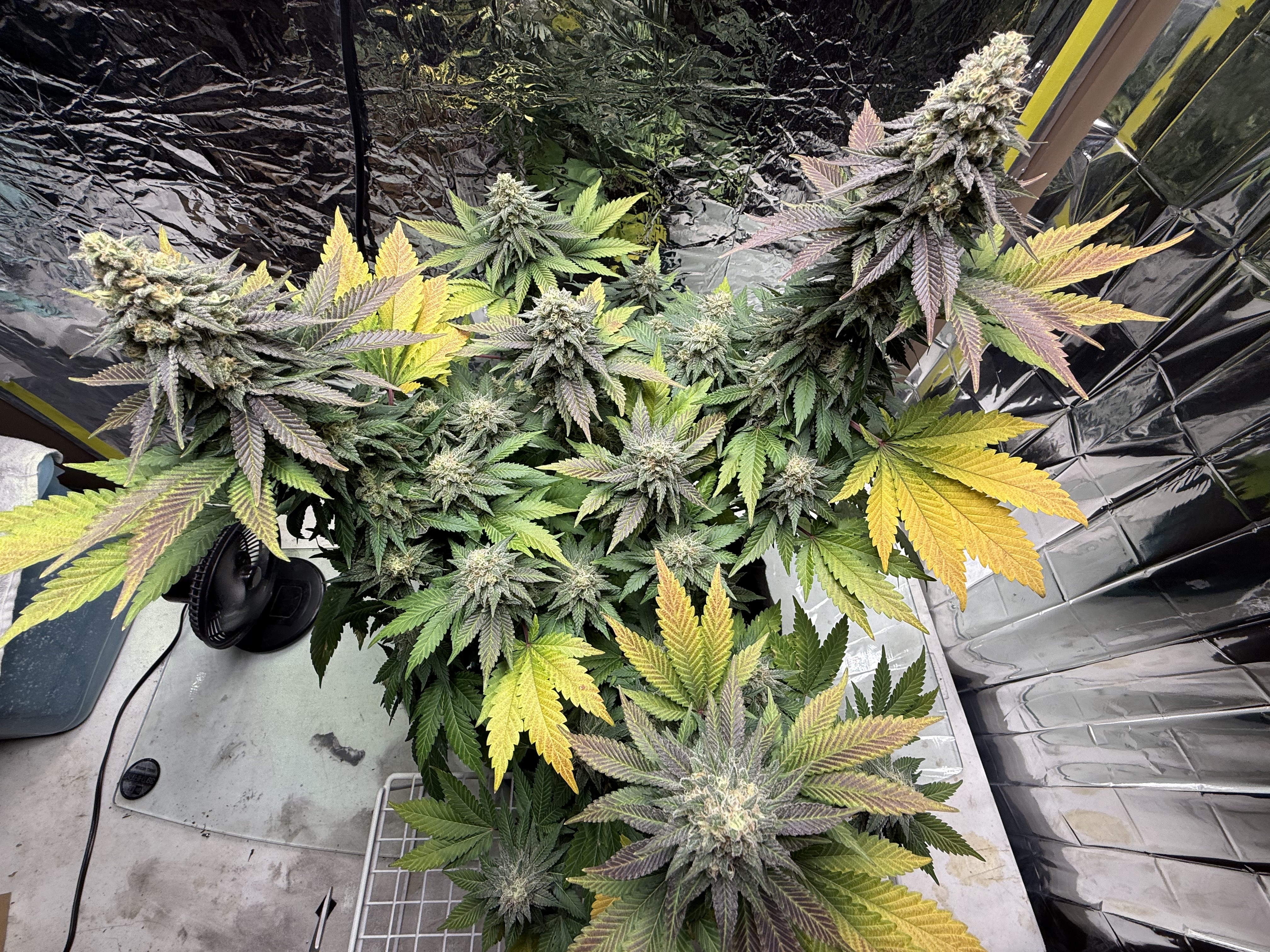 Blue Dream — flower, day 107