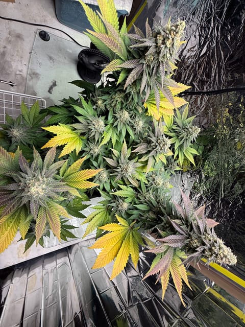 Blue Dream — flower, day 107