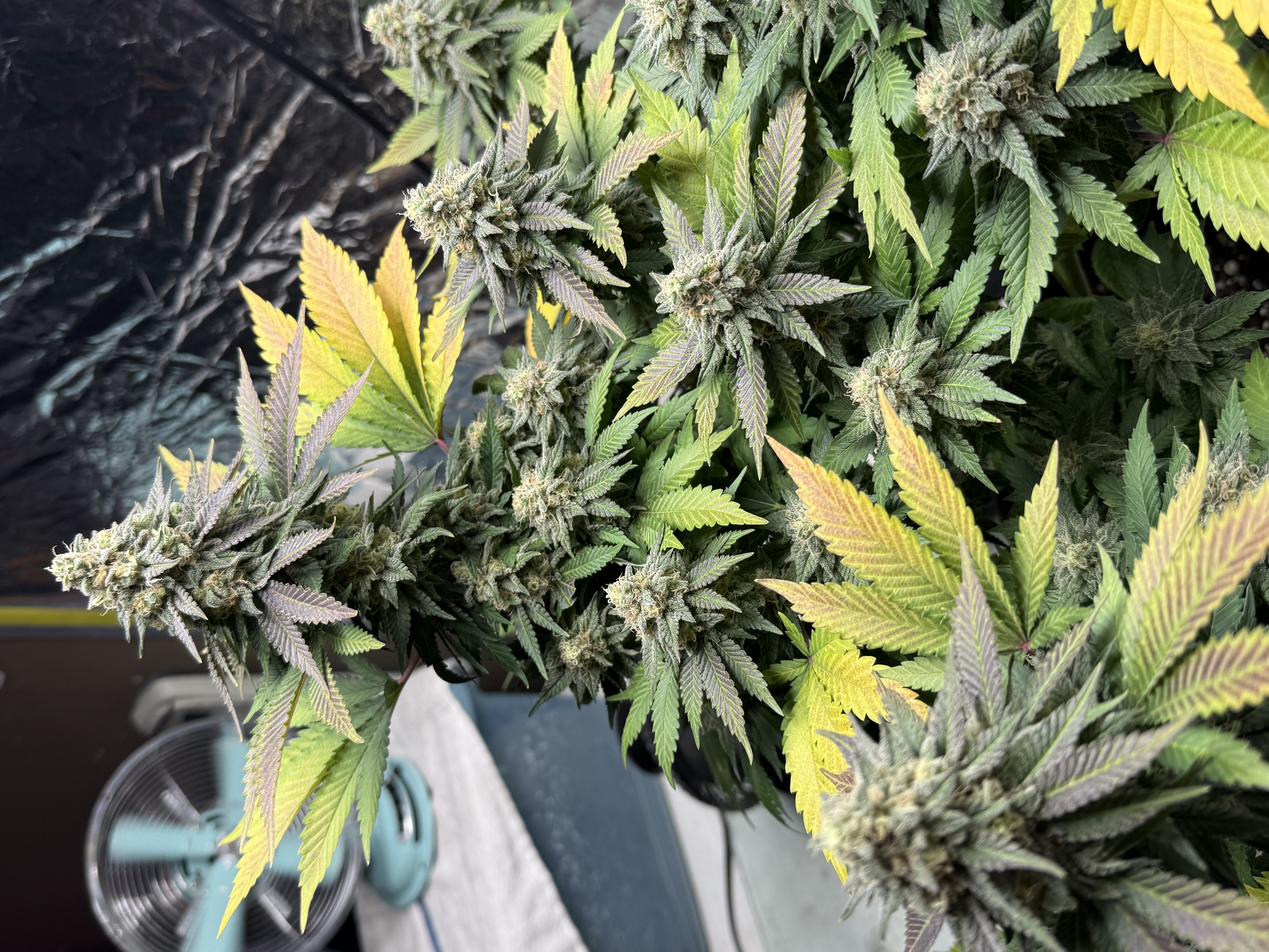 Blue Dream — flower, day 107