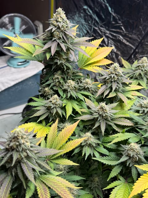 Blue Dream — flower, day 107