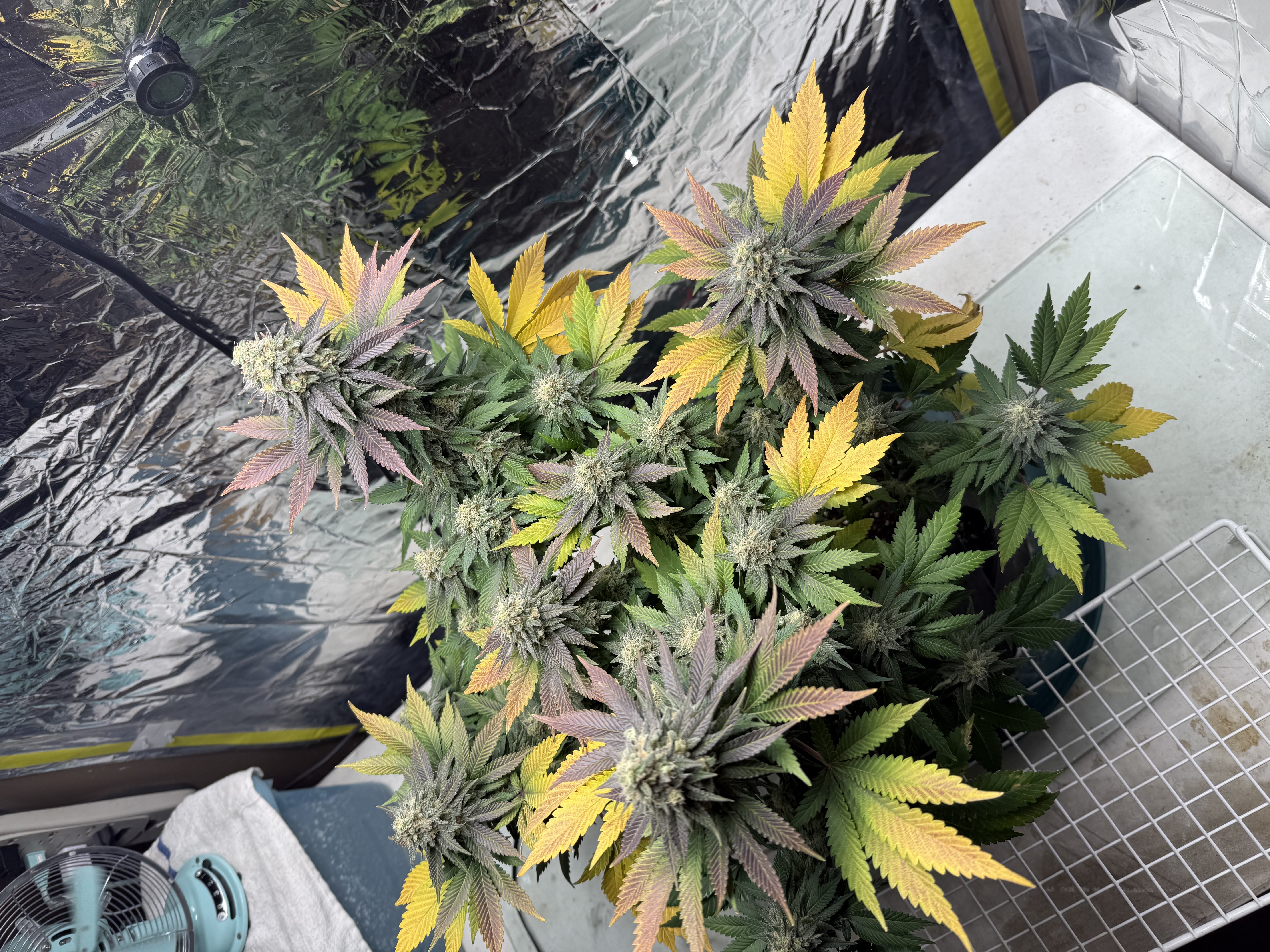 Blue Dream — flower, day 109