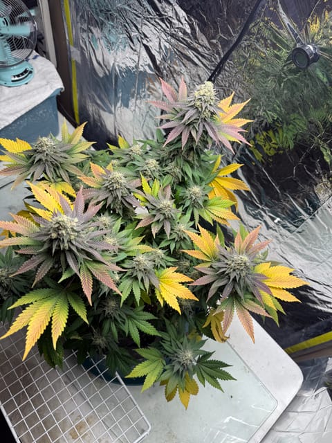Blue Dream — flower, day 109