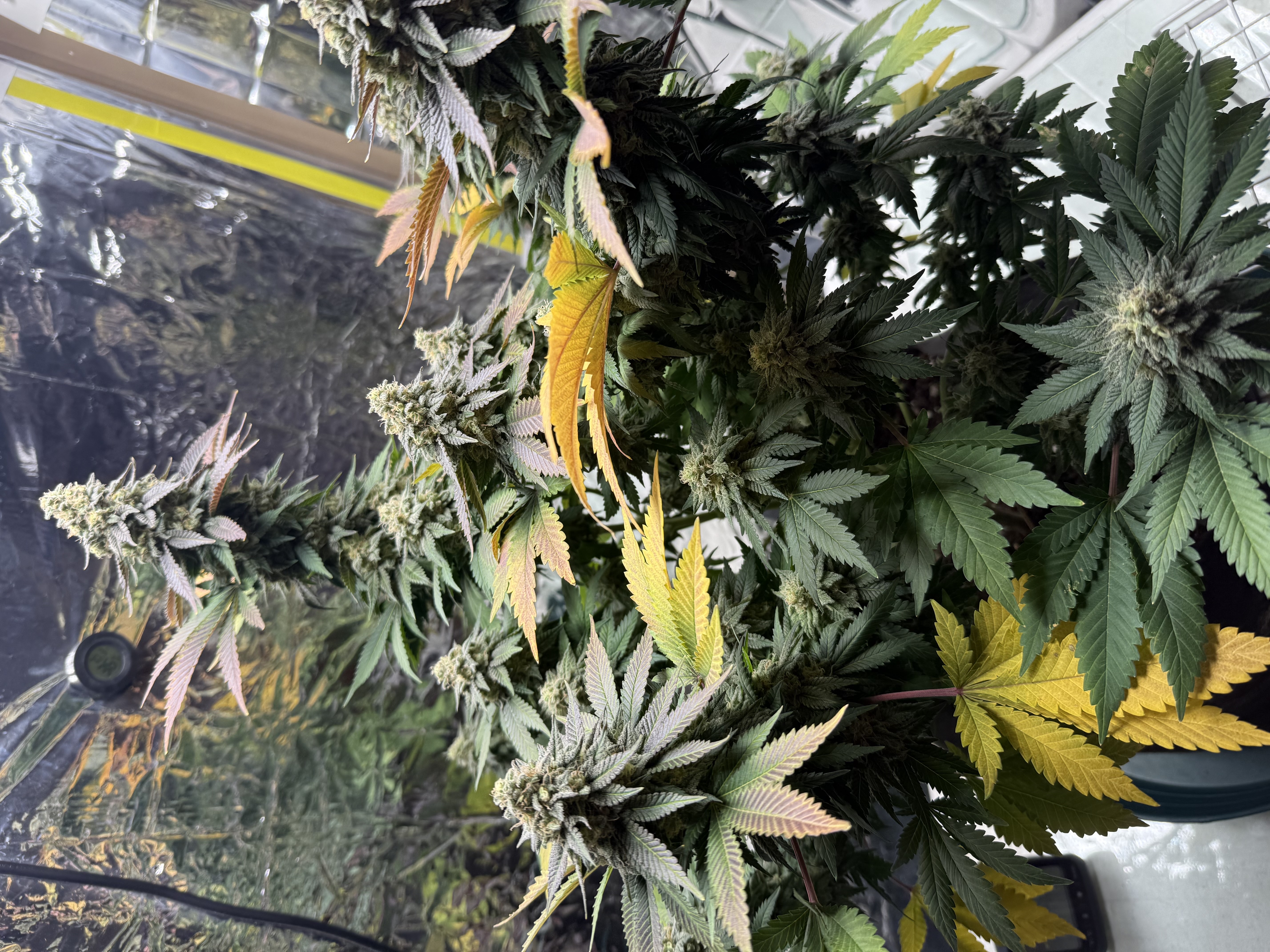 Blue Dream — flower, day 109