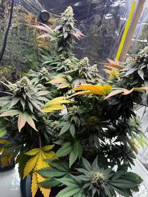 Blue Dream — flower, day 109