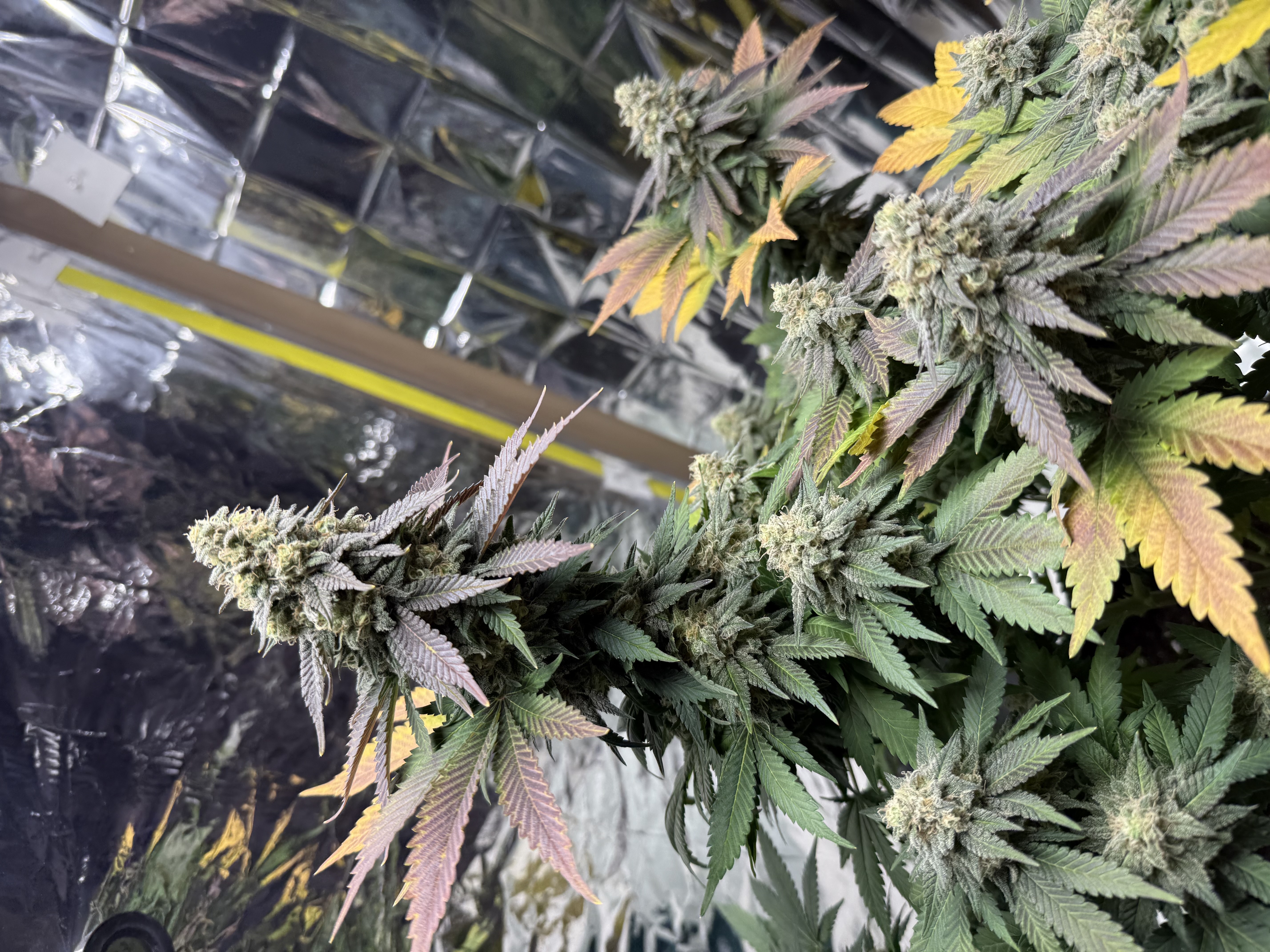Blue Dream — flower, day 109