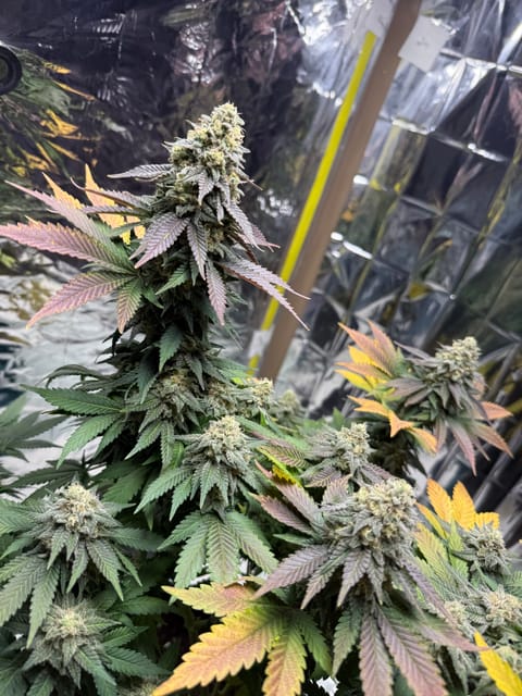 Blue Dream — flower, day 109