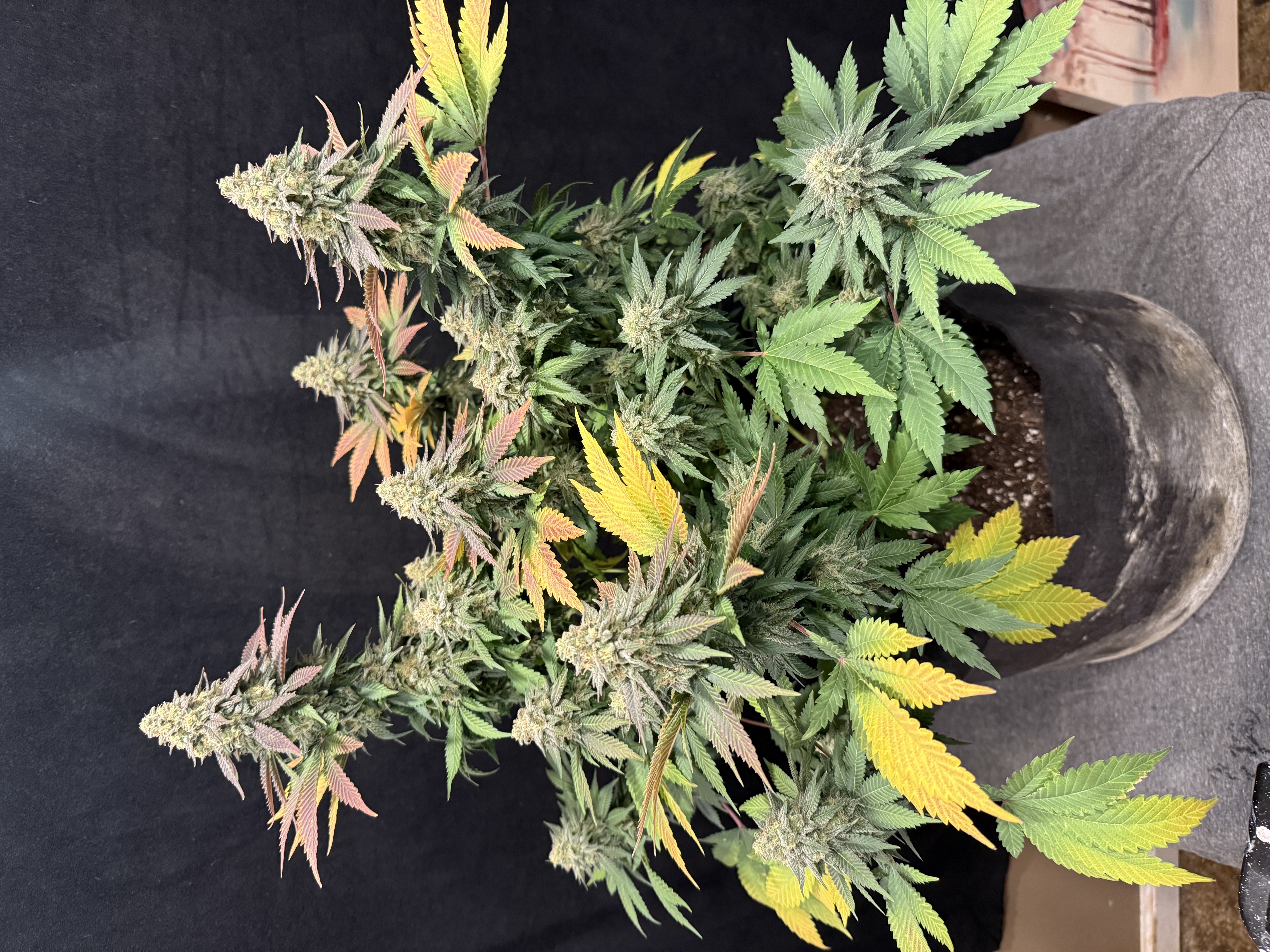 Blue Dream — flower, day 110