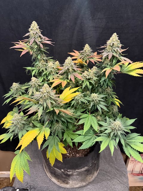 Blue Dream — flower, day 110