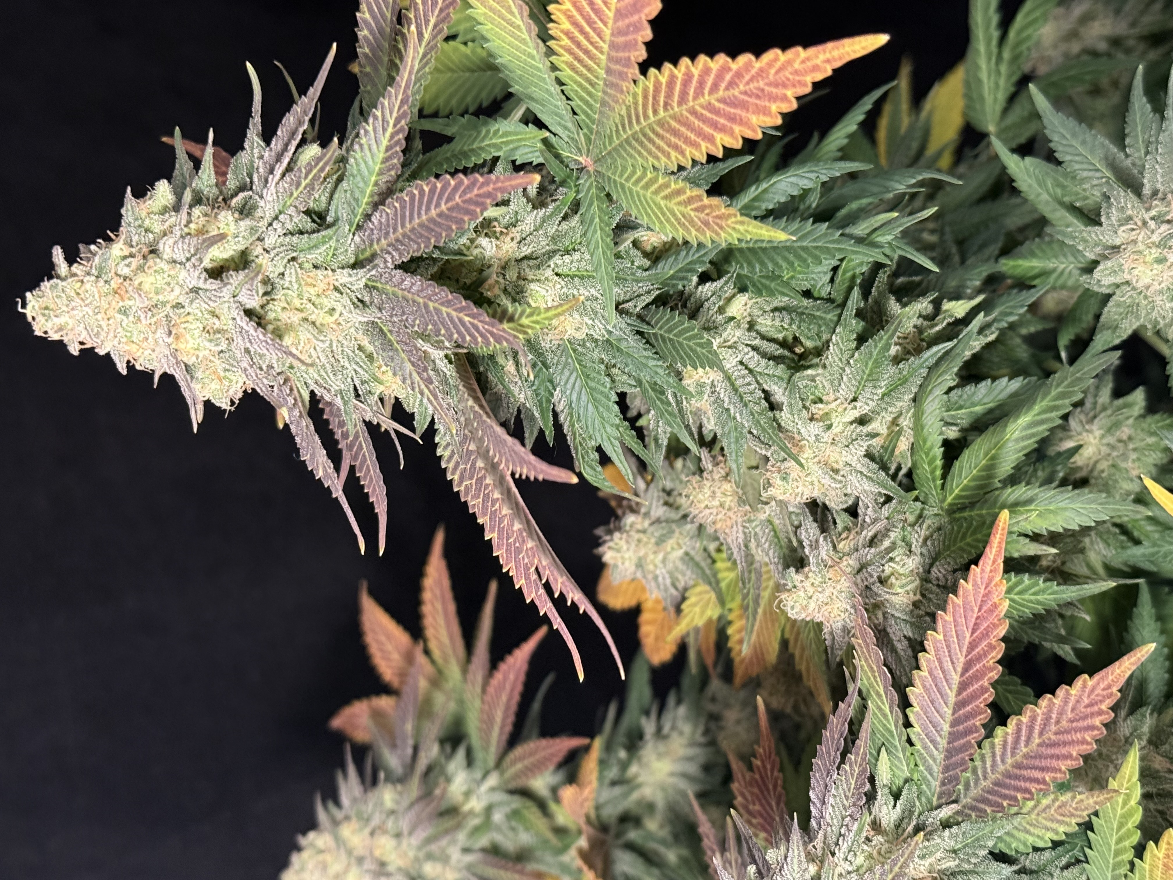 Blue Dream — flower, day 110