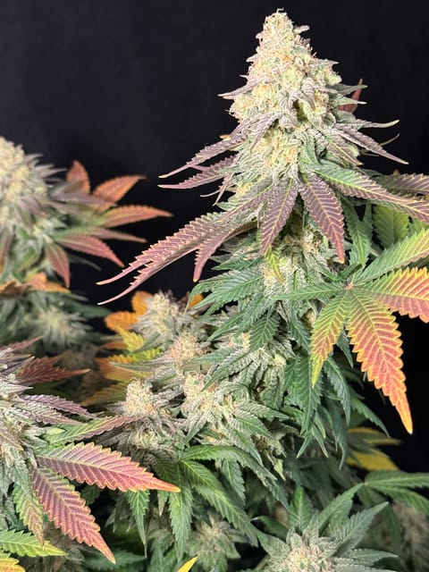 Blue Dream — flower, day 110