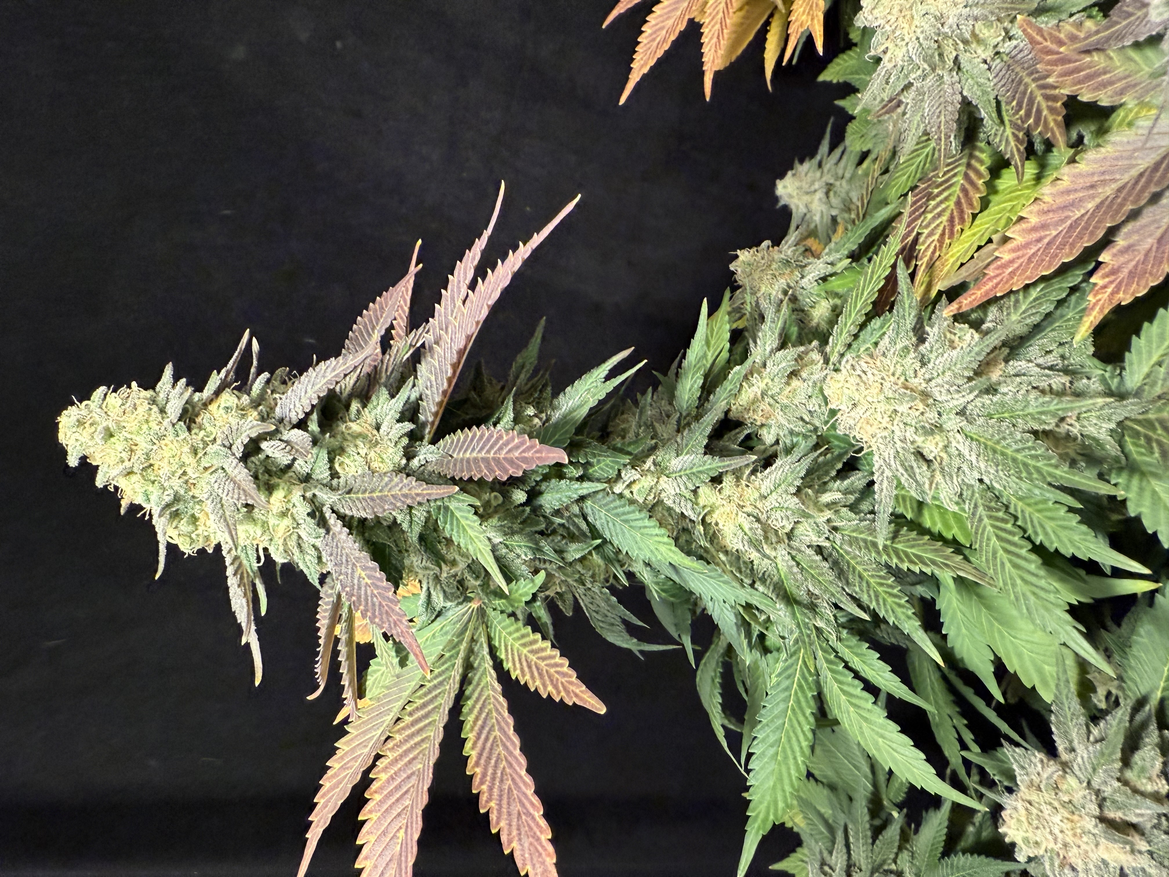 Blue Dream — flower, day 110