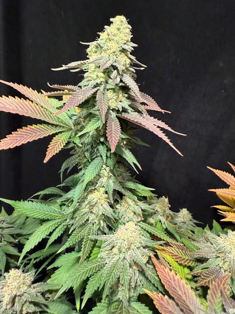 Blue Dream — flower, day 110