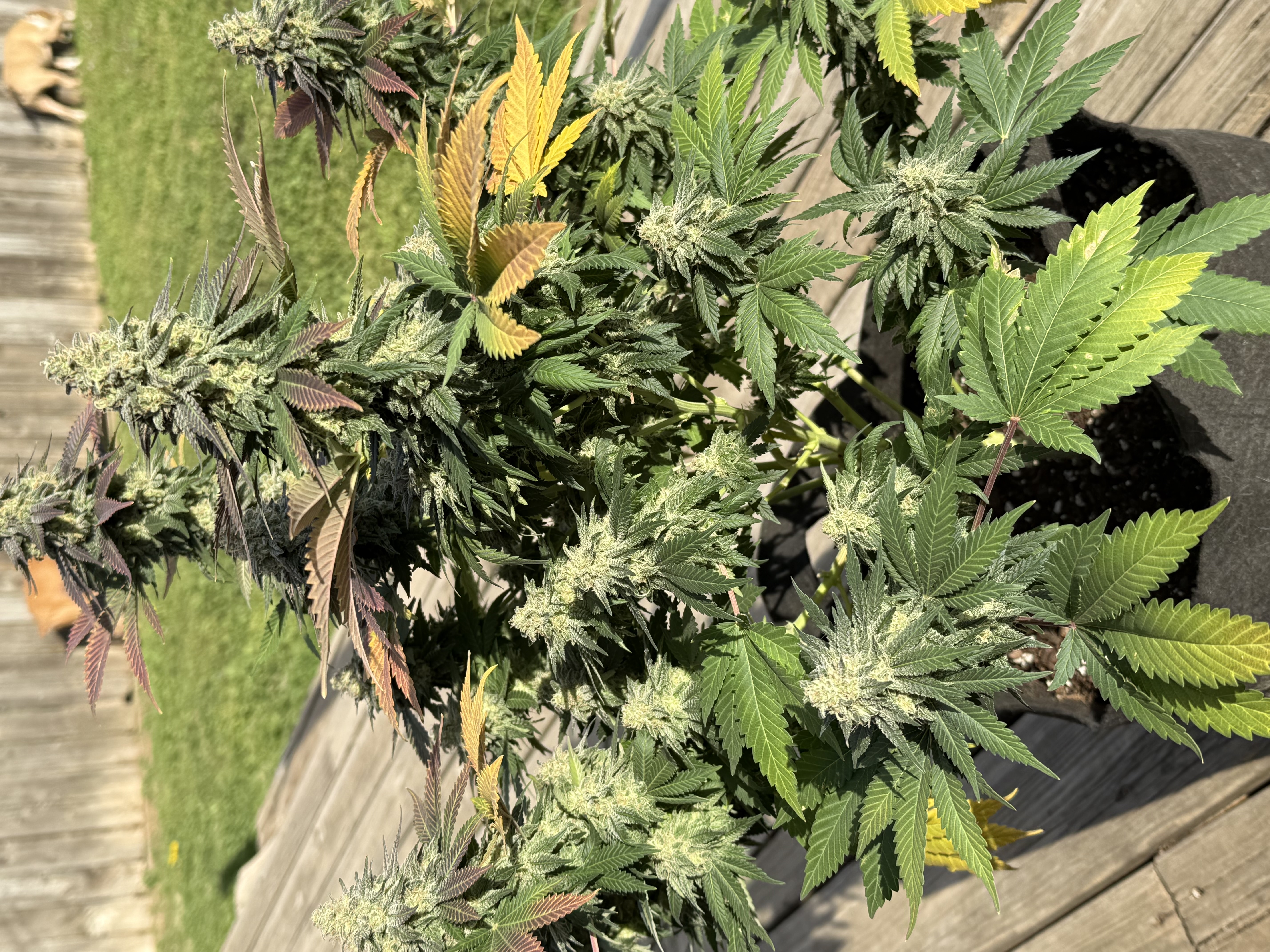 Blue Dream — harvest, day 111