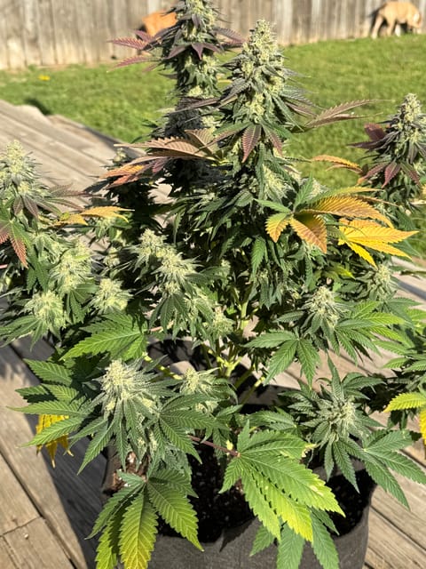 Blue Dream — harvest, day 111