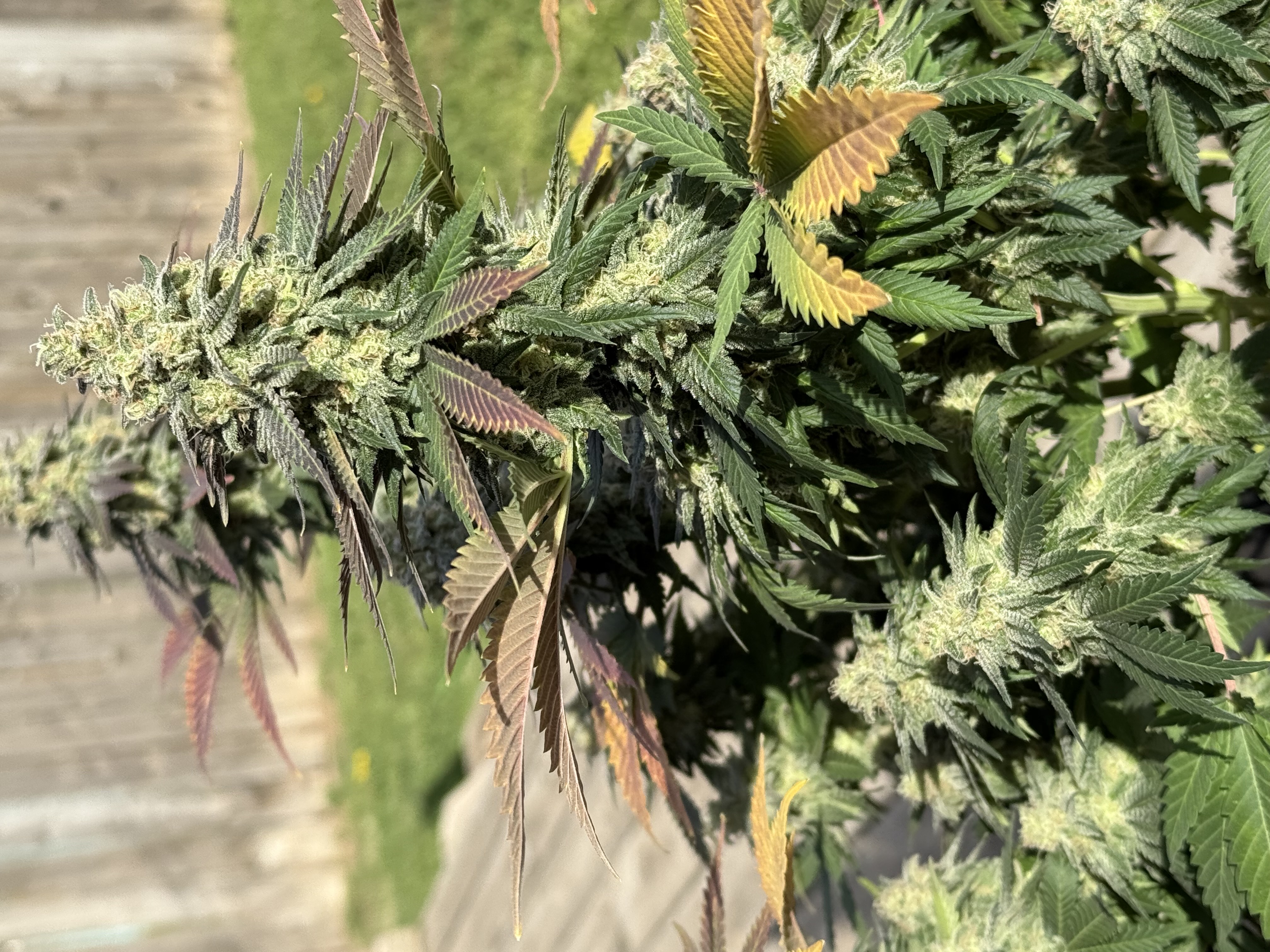 Blue Dream — harvest, day 111