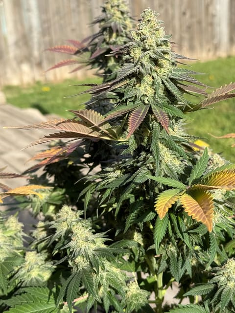Blue Dream — harvest, day 111