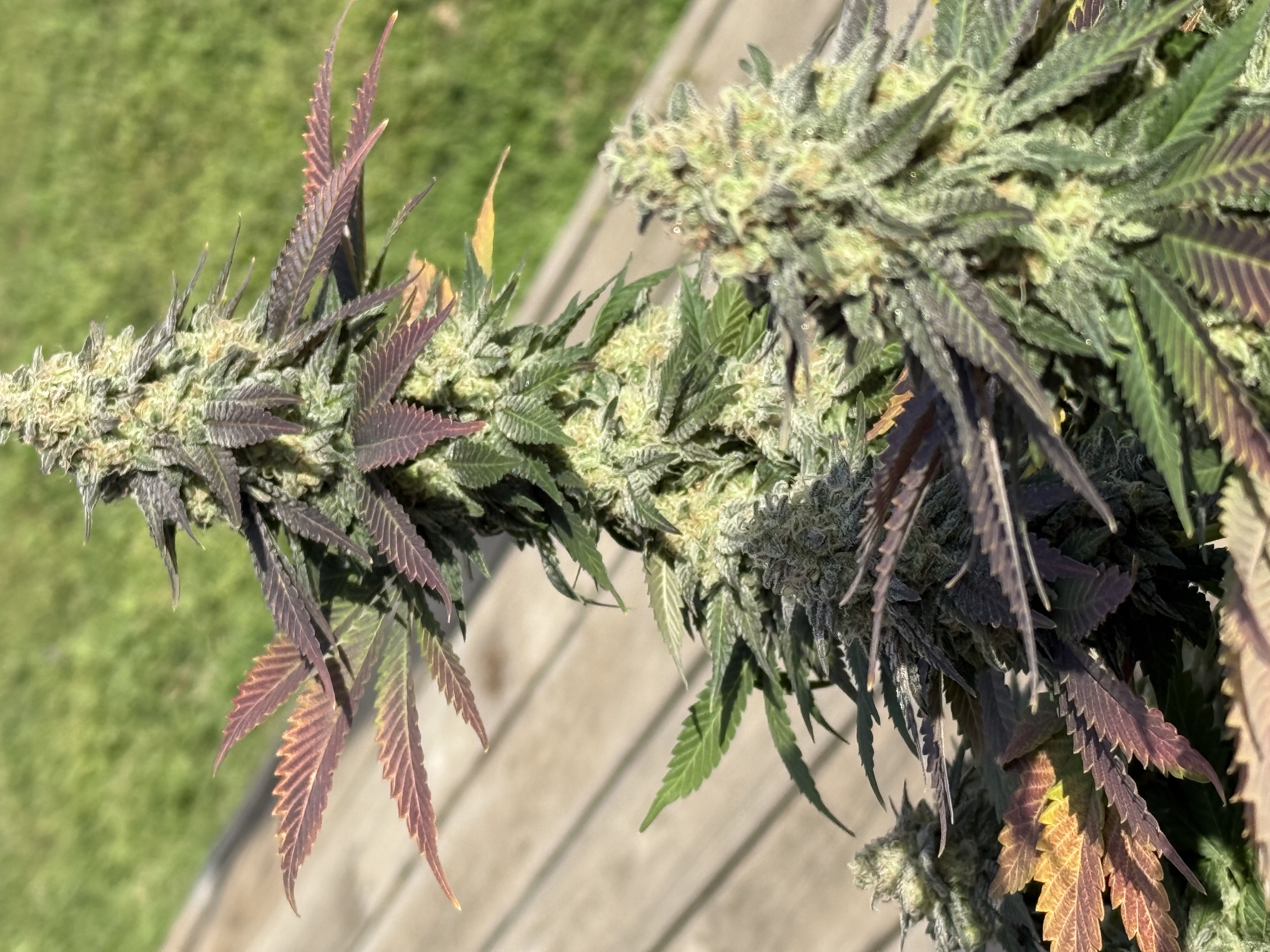 Blue Dream — harvest, day 111
