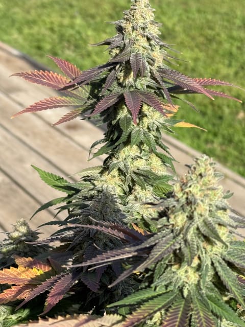 Blue Dream — harvest, day 111