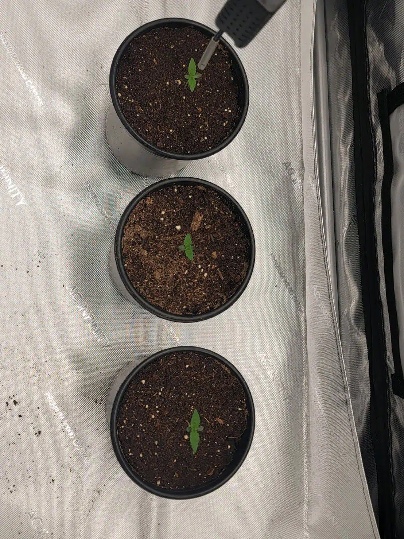 my first grow — seedling_rooting, day 6