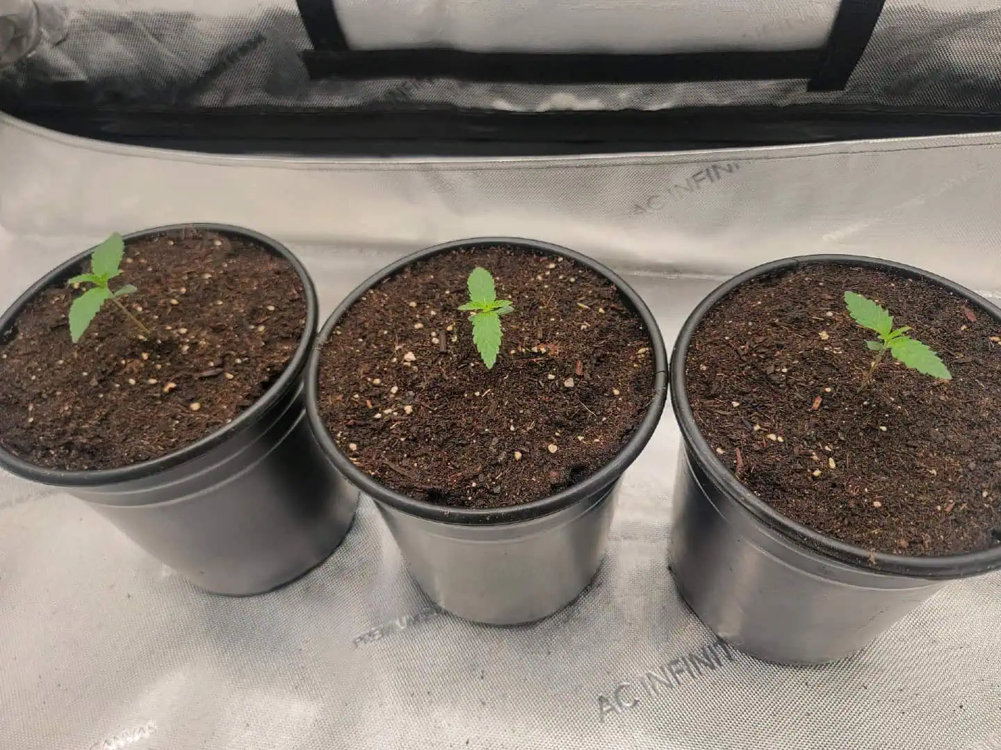 my first grow — seedling_rooting, day 8