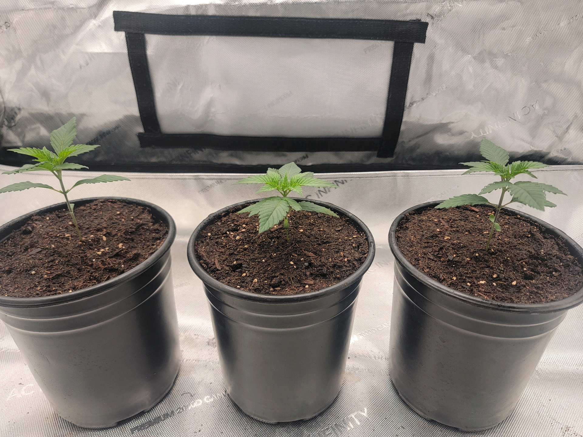 my first grow — seedling_rooting, day 17