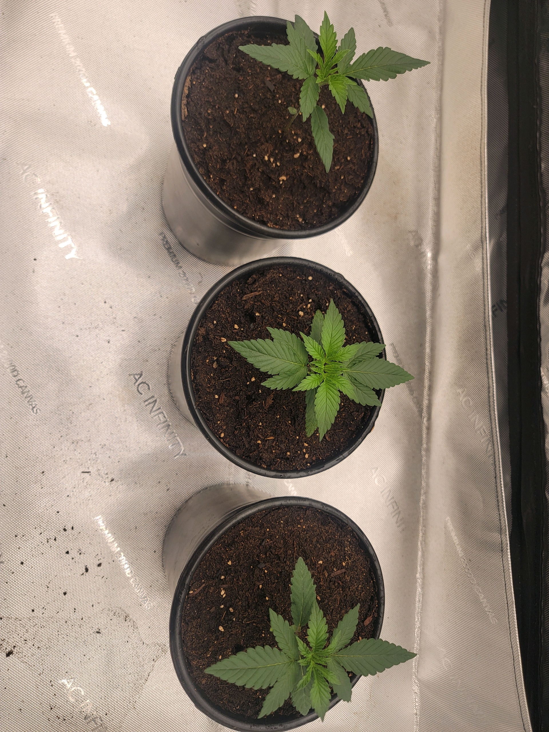 my first grow — seedling_rooting, day 17