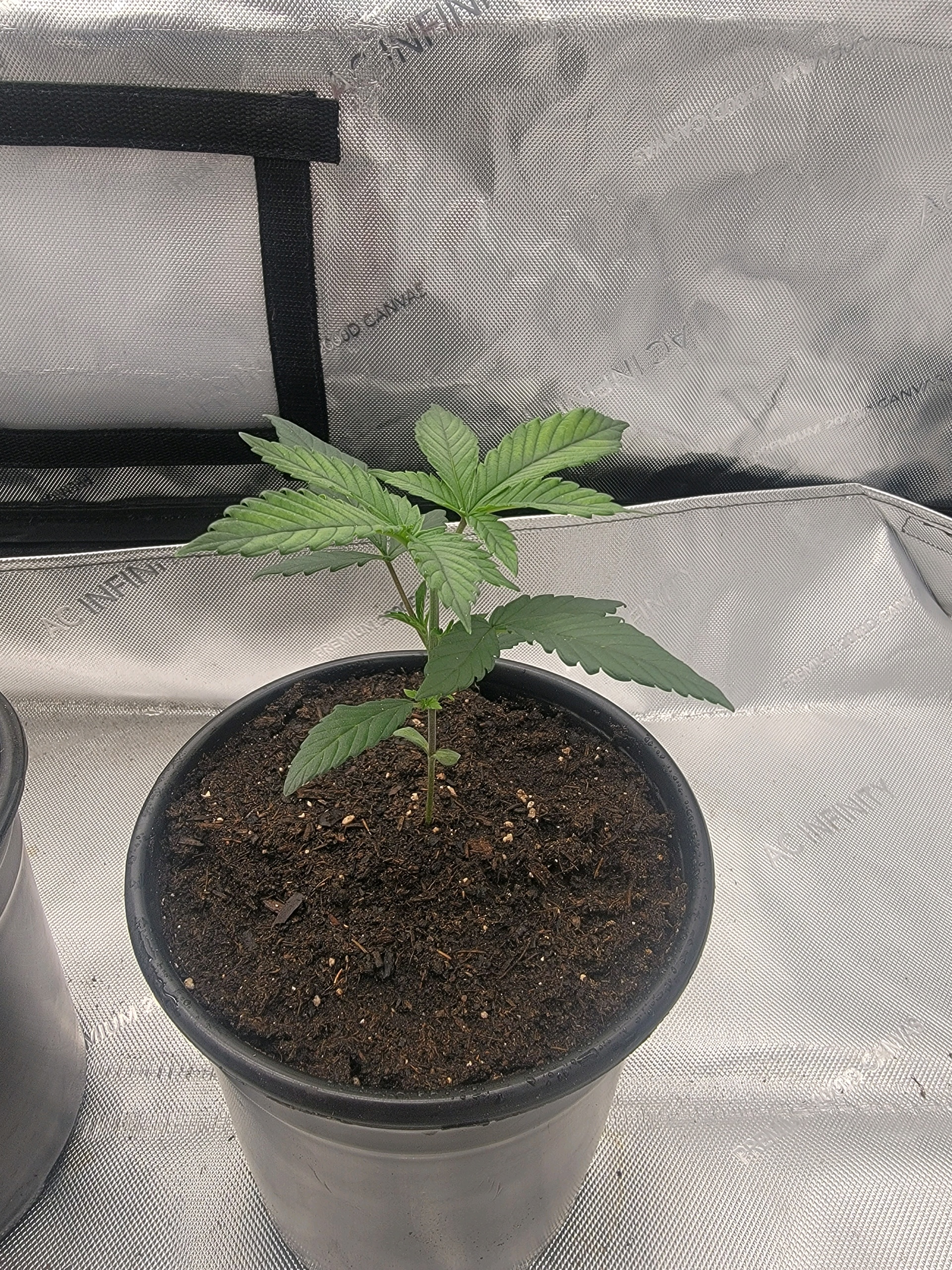 my first grow — vegetative, day 21