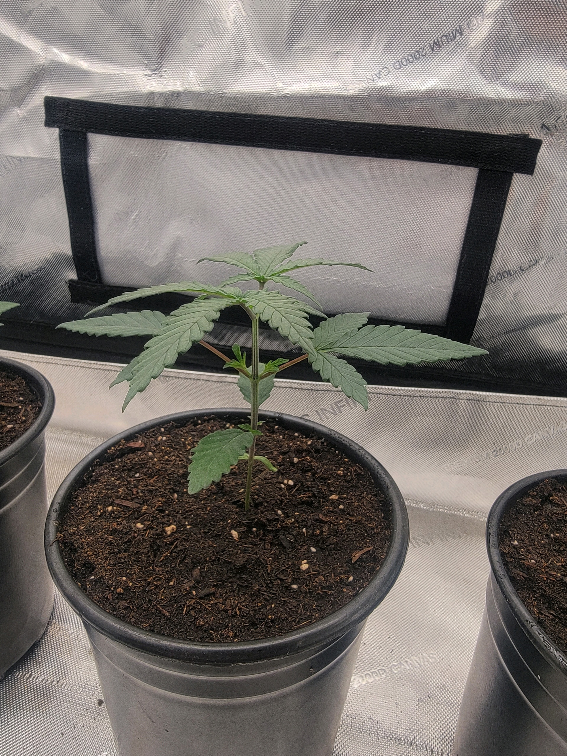 my first grow — vegetative, day 21