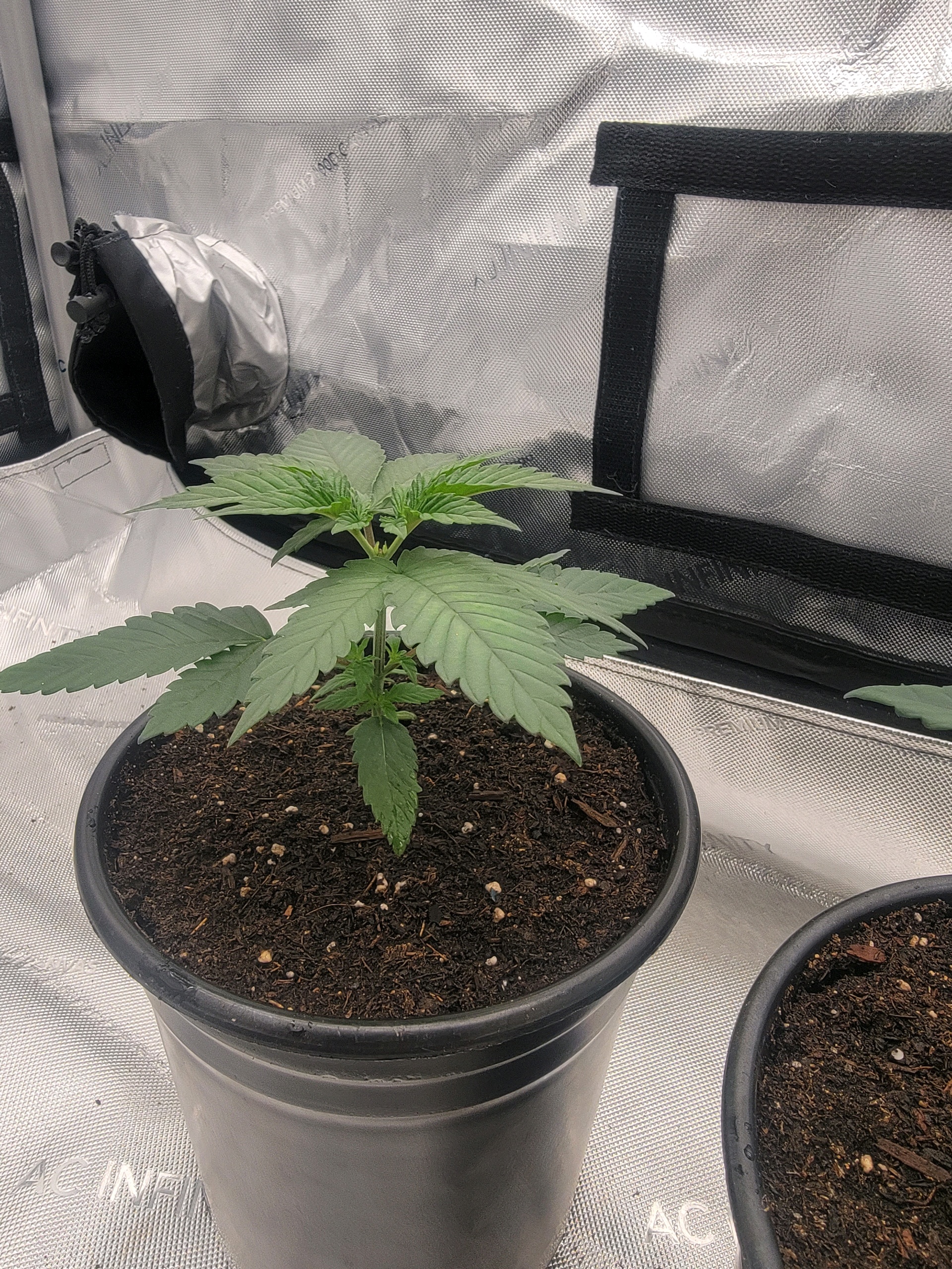 my first grow — vegetative, day 21