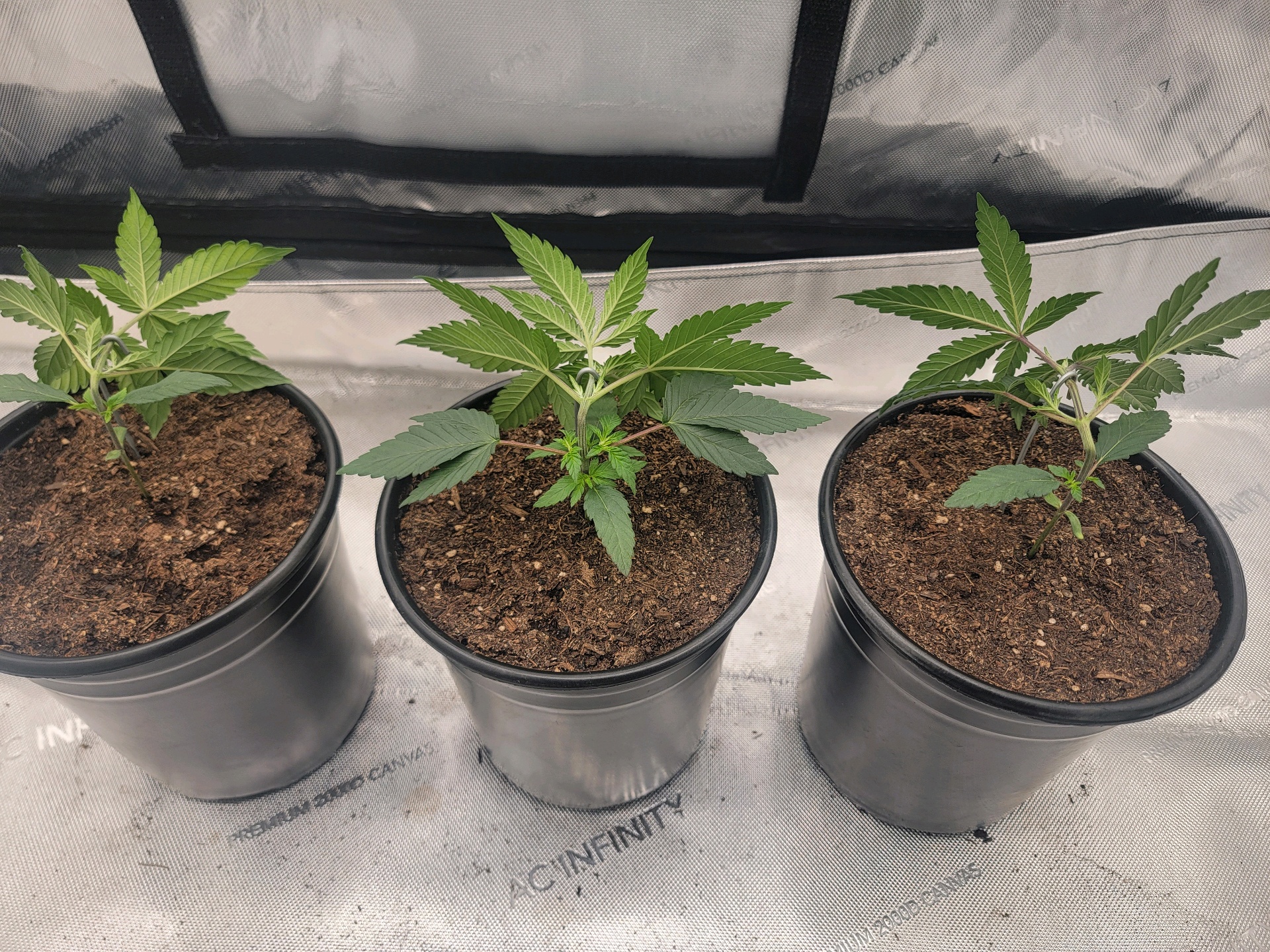 my first grow — vegetative, day 22