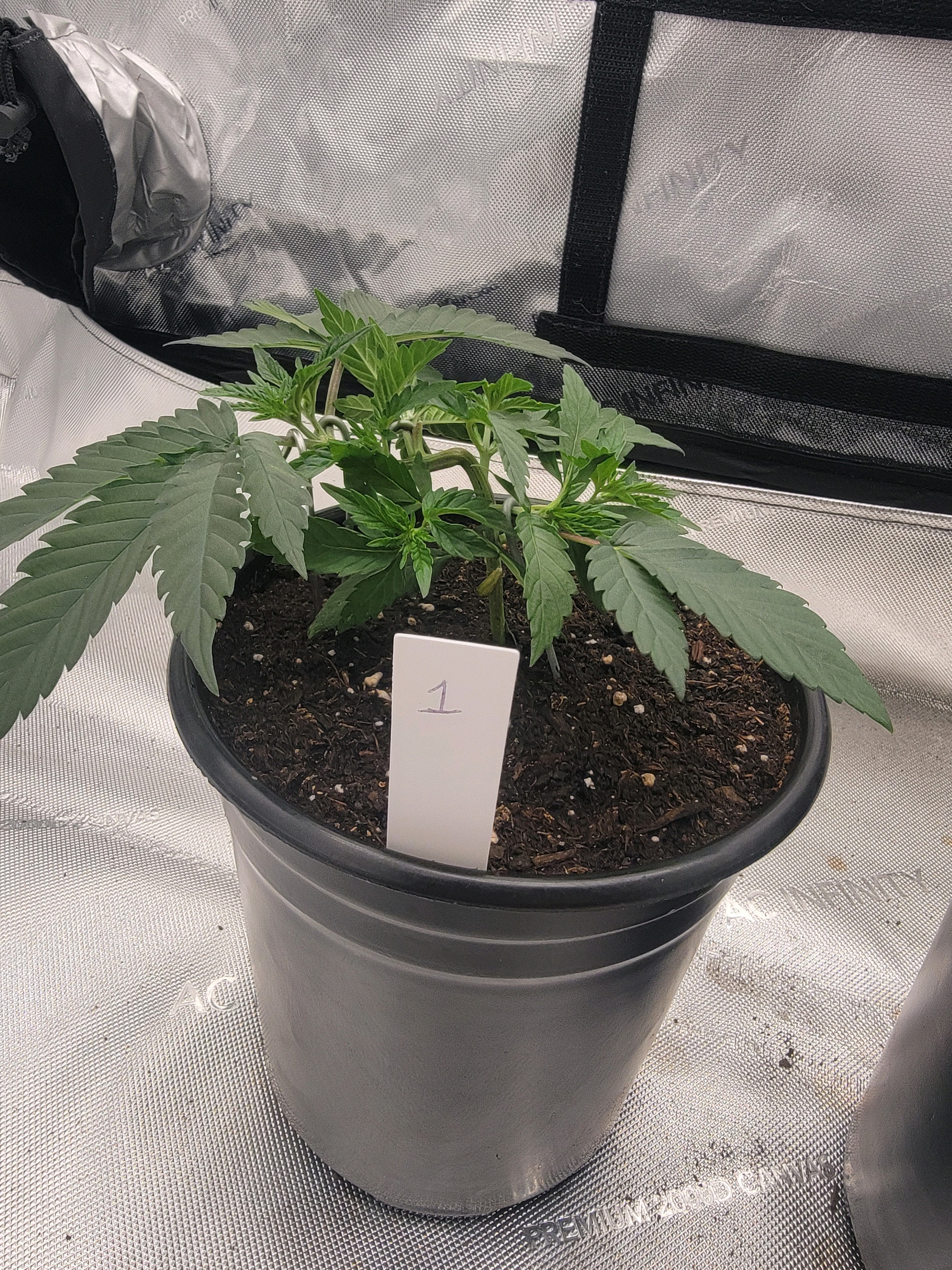 my first grow — vegetative, day 26
