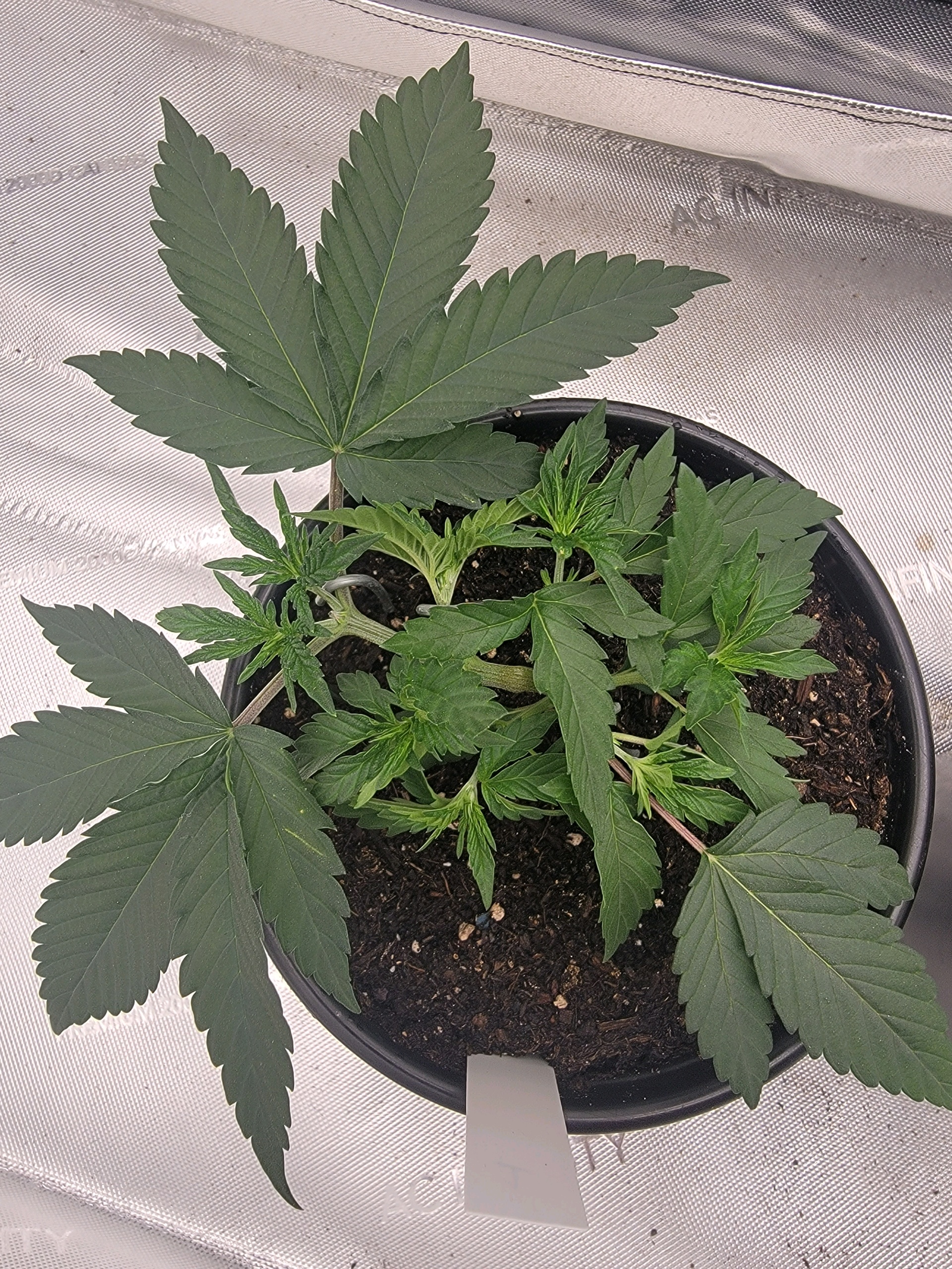 my first grow — vegetative, day 26