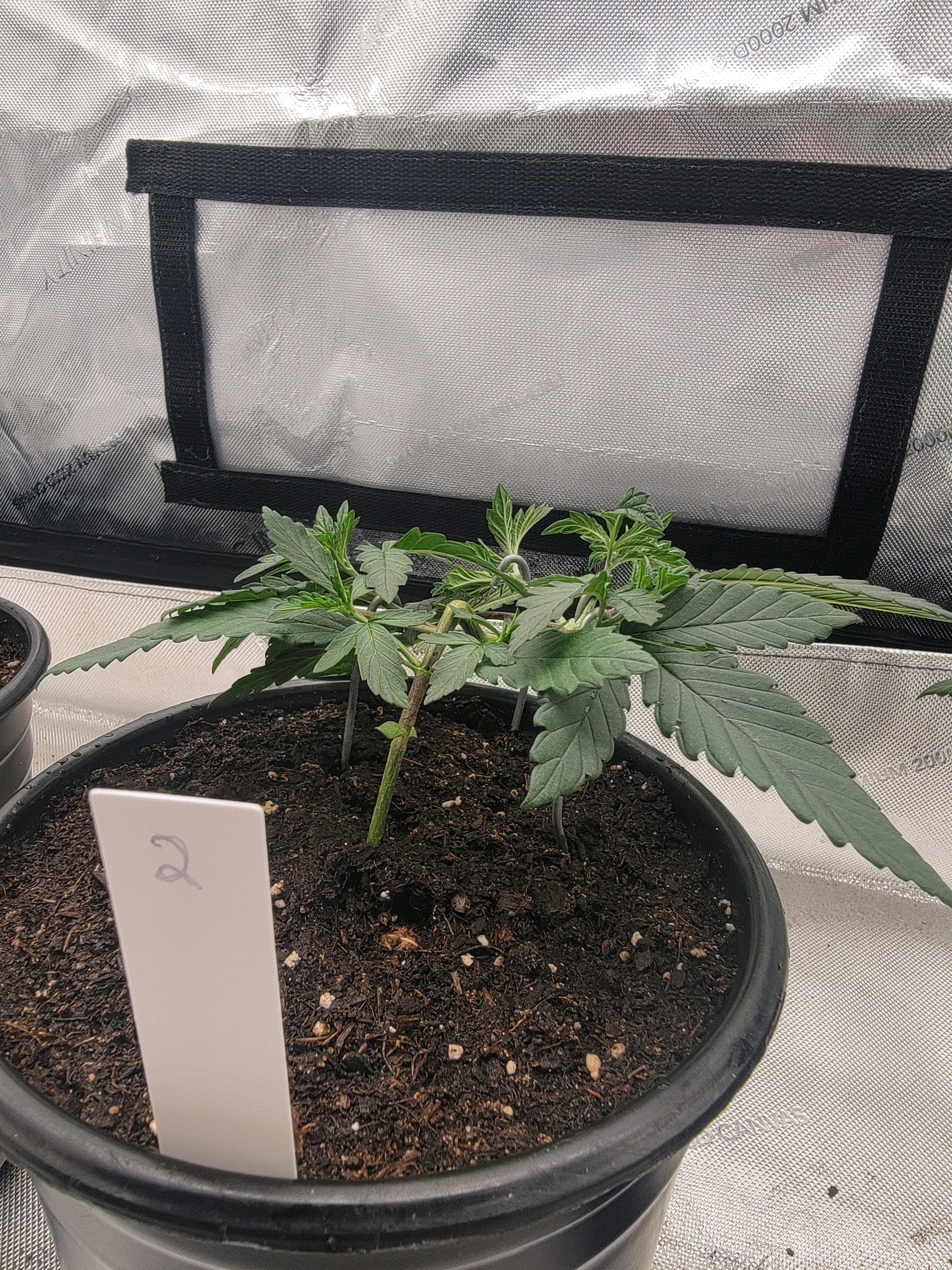 my first grow — vegetative, day 26