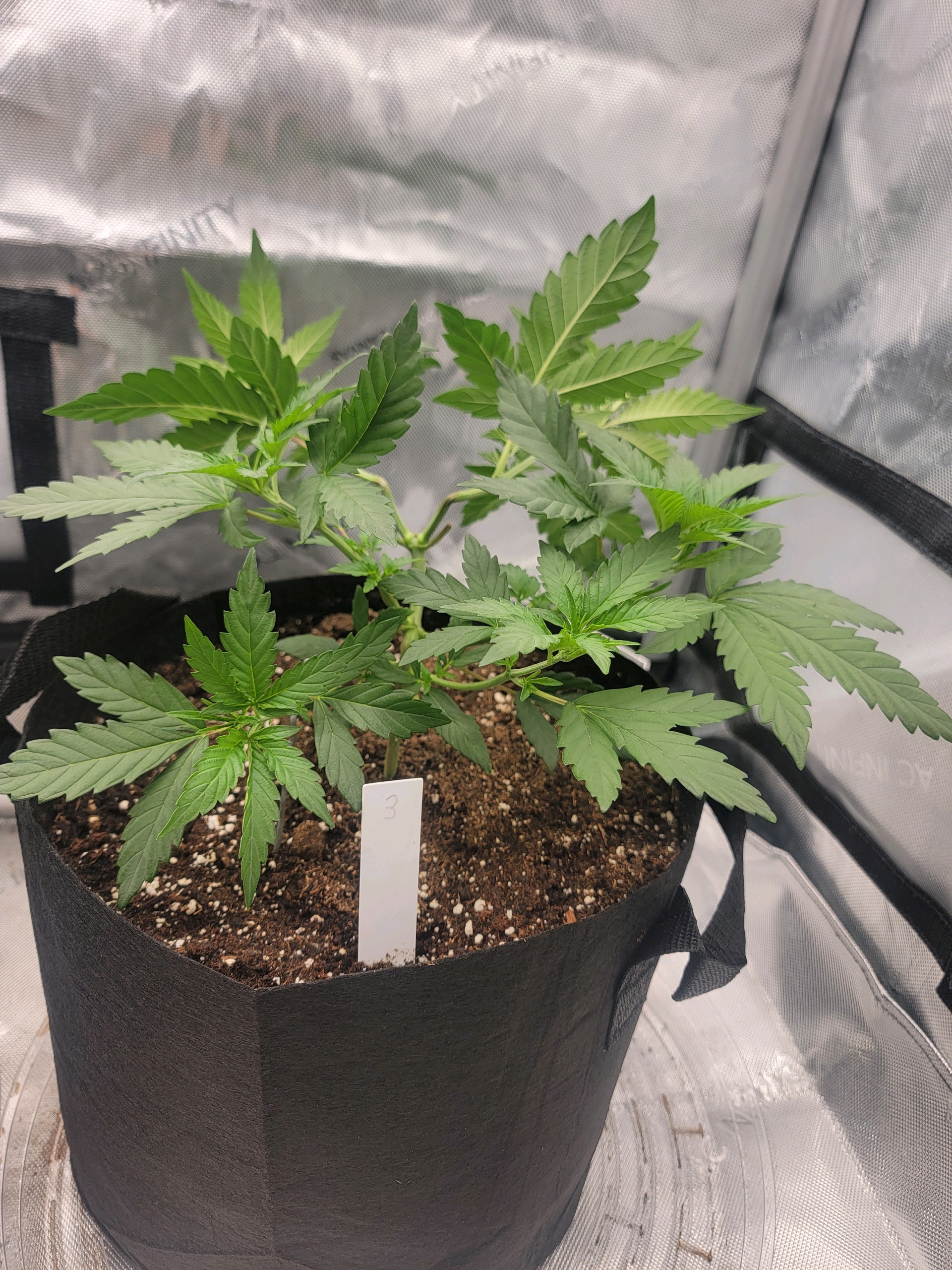 my first grow — vegetative, day 33