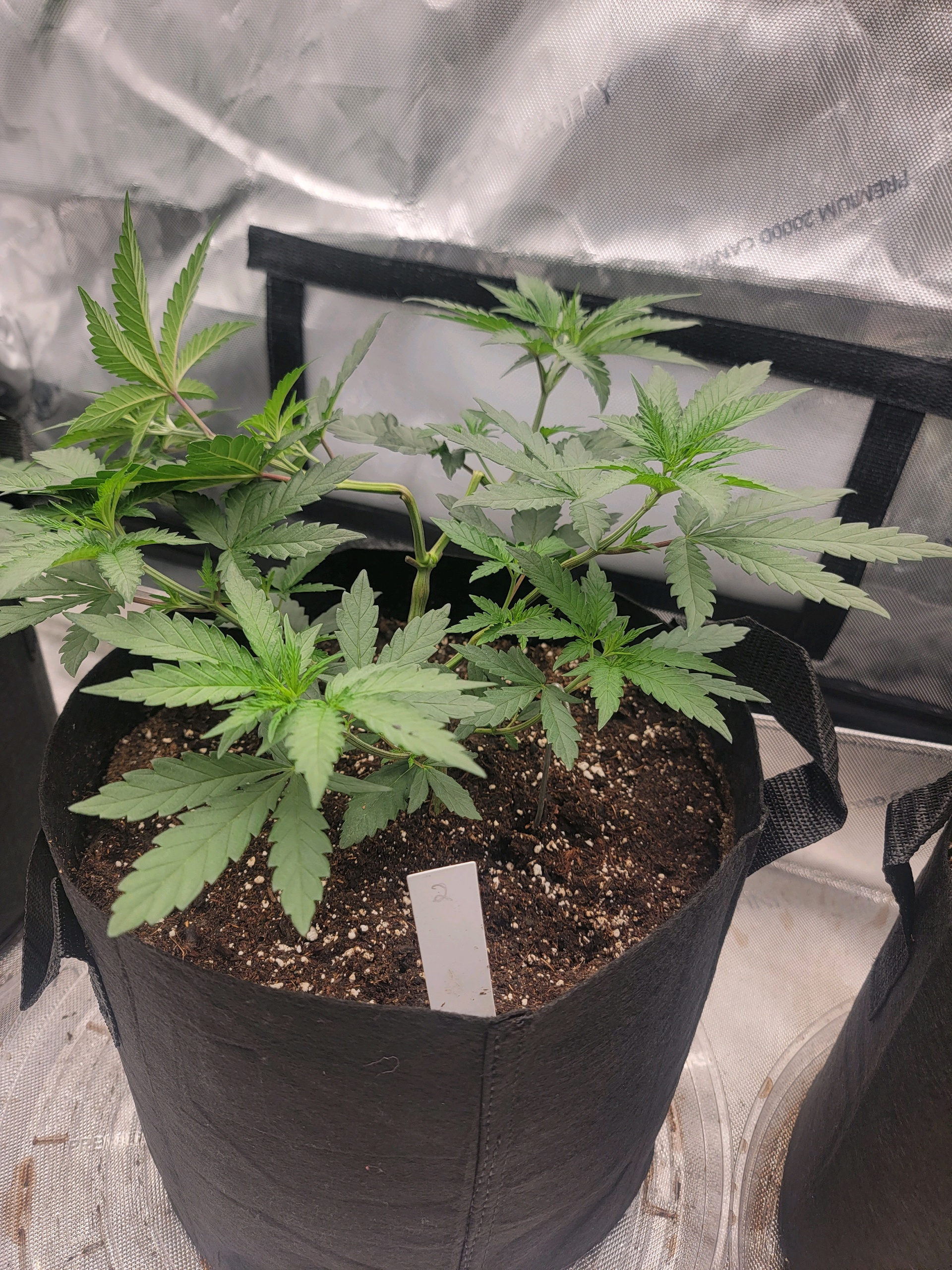 my first grow — vegetative, day 33