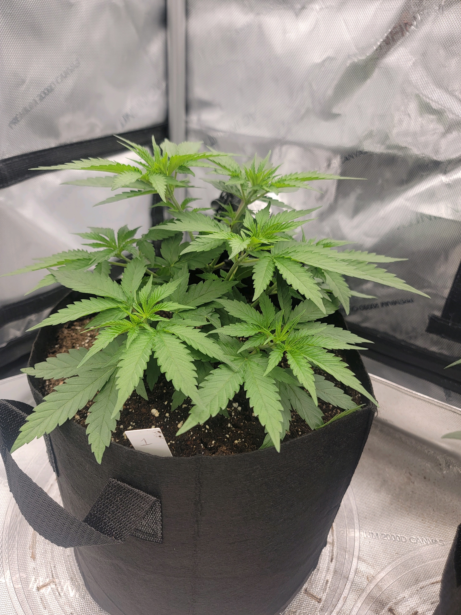 my first grow — vegetative, day 33