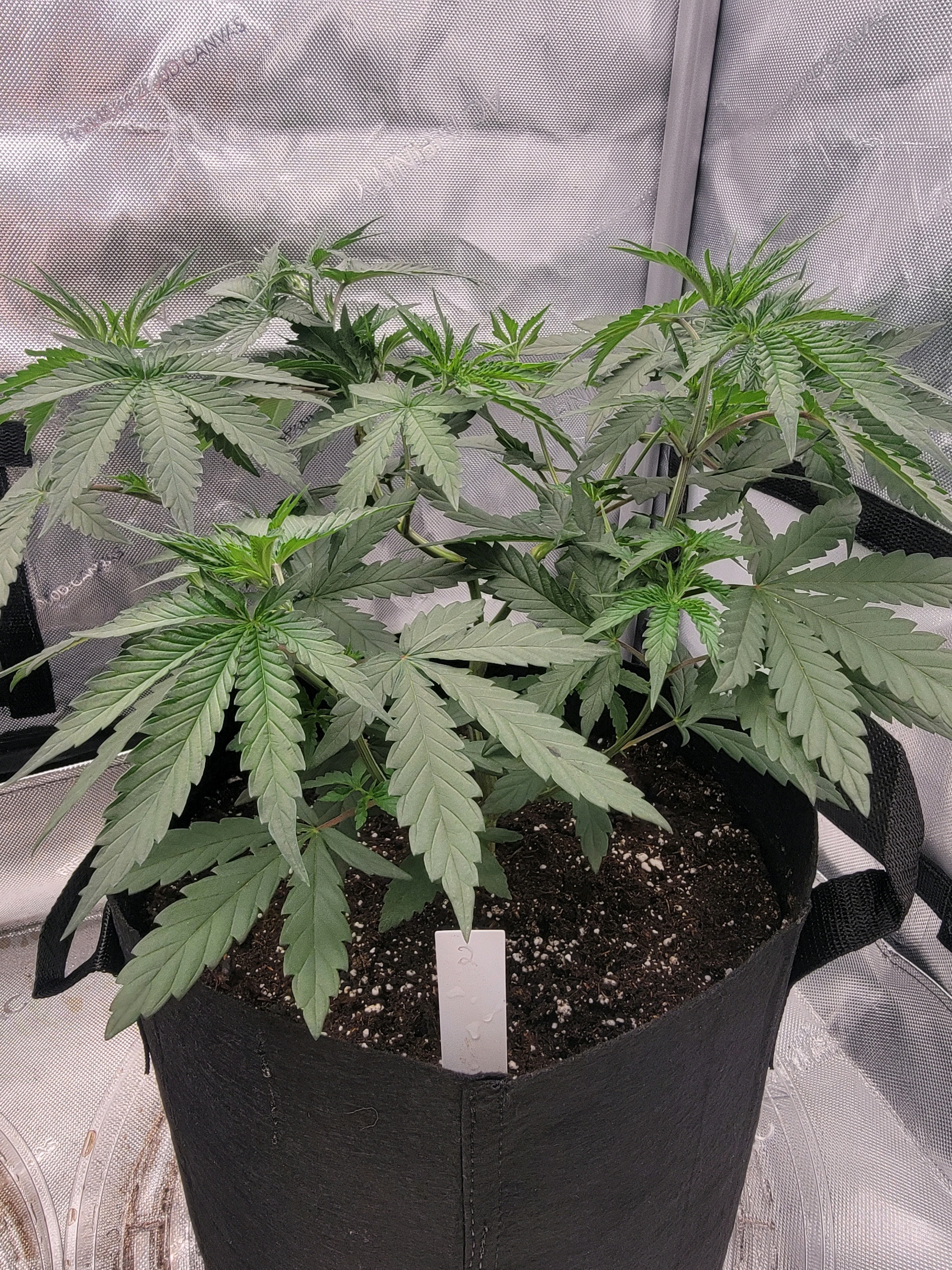 my first grow — vegetative, day 37