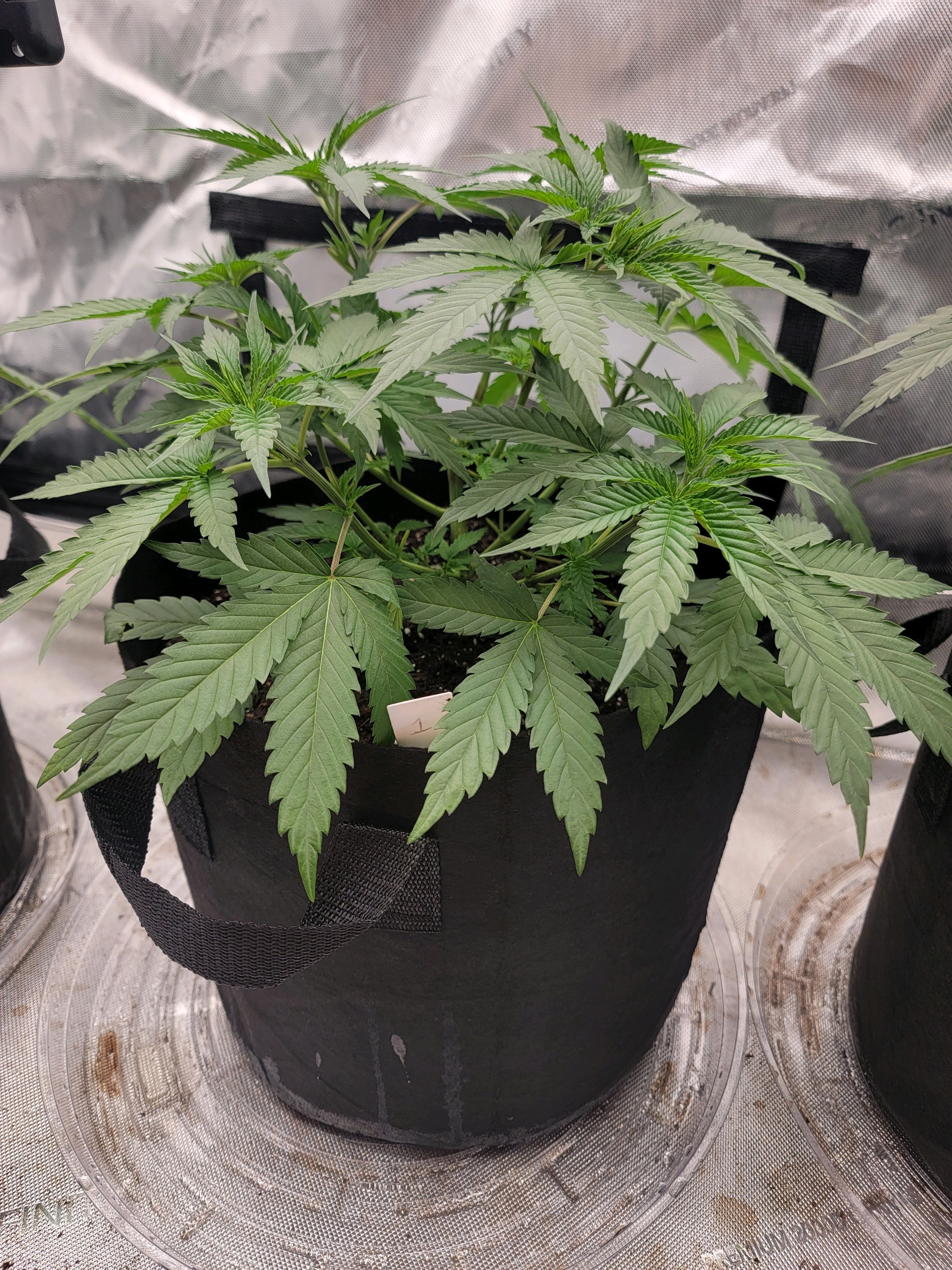 my first grow — vegetative, day 37