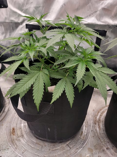 my first grow — vegetative, day 37