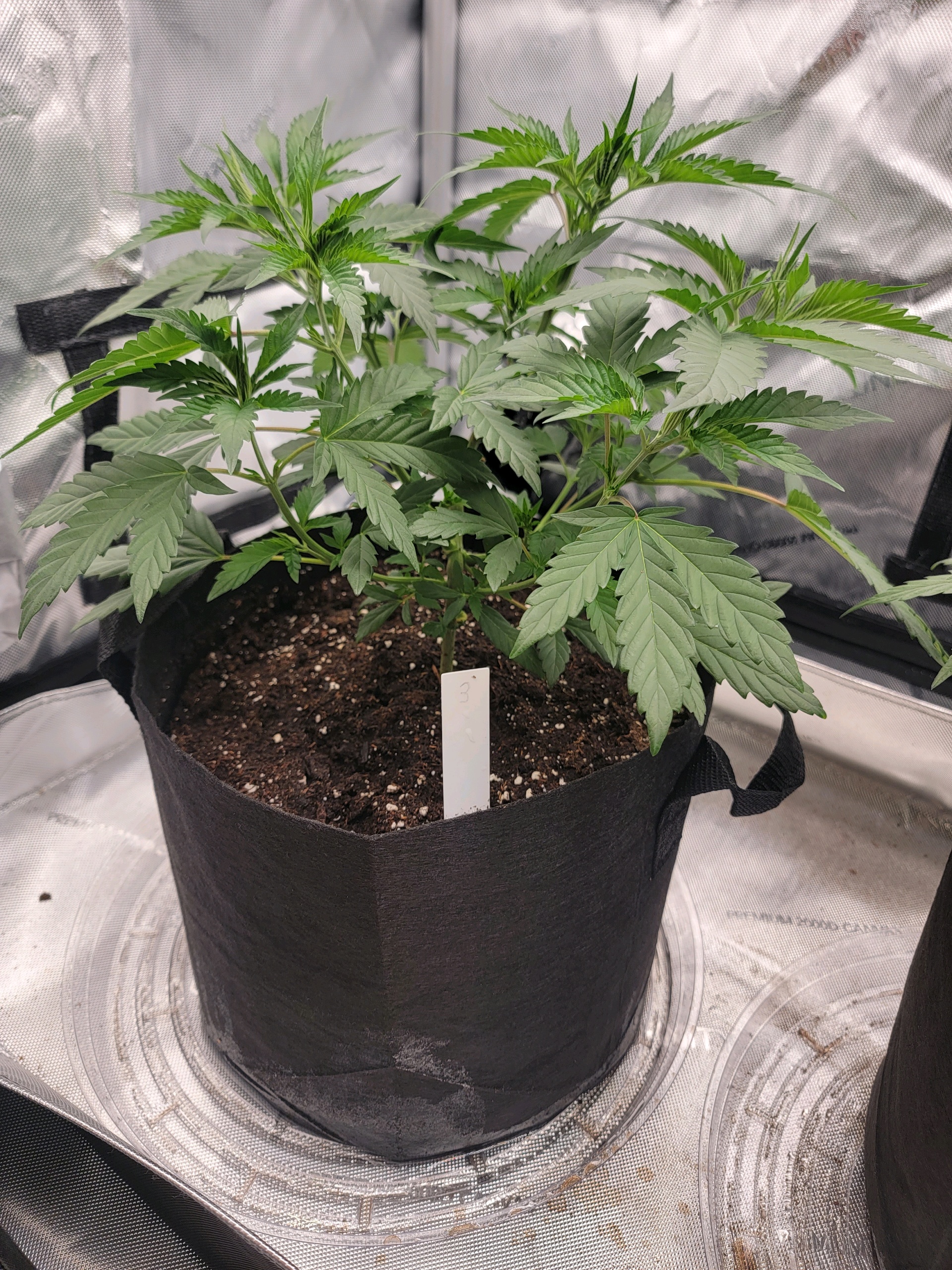 my first grow — vegetative, day 37