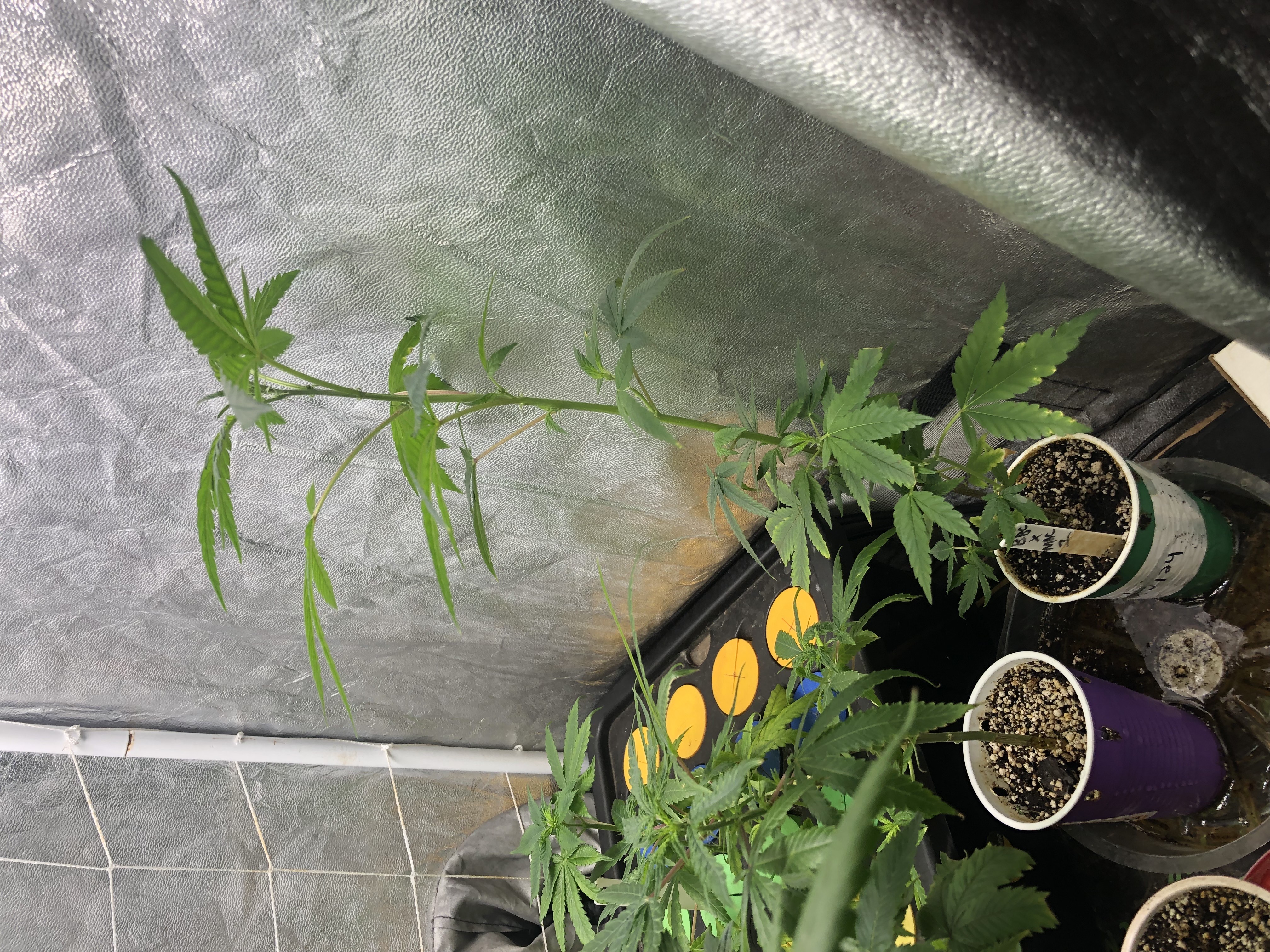 BBCxMAC1 Clone (run3)