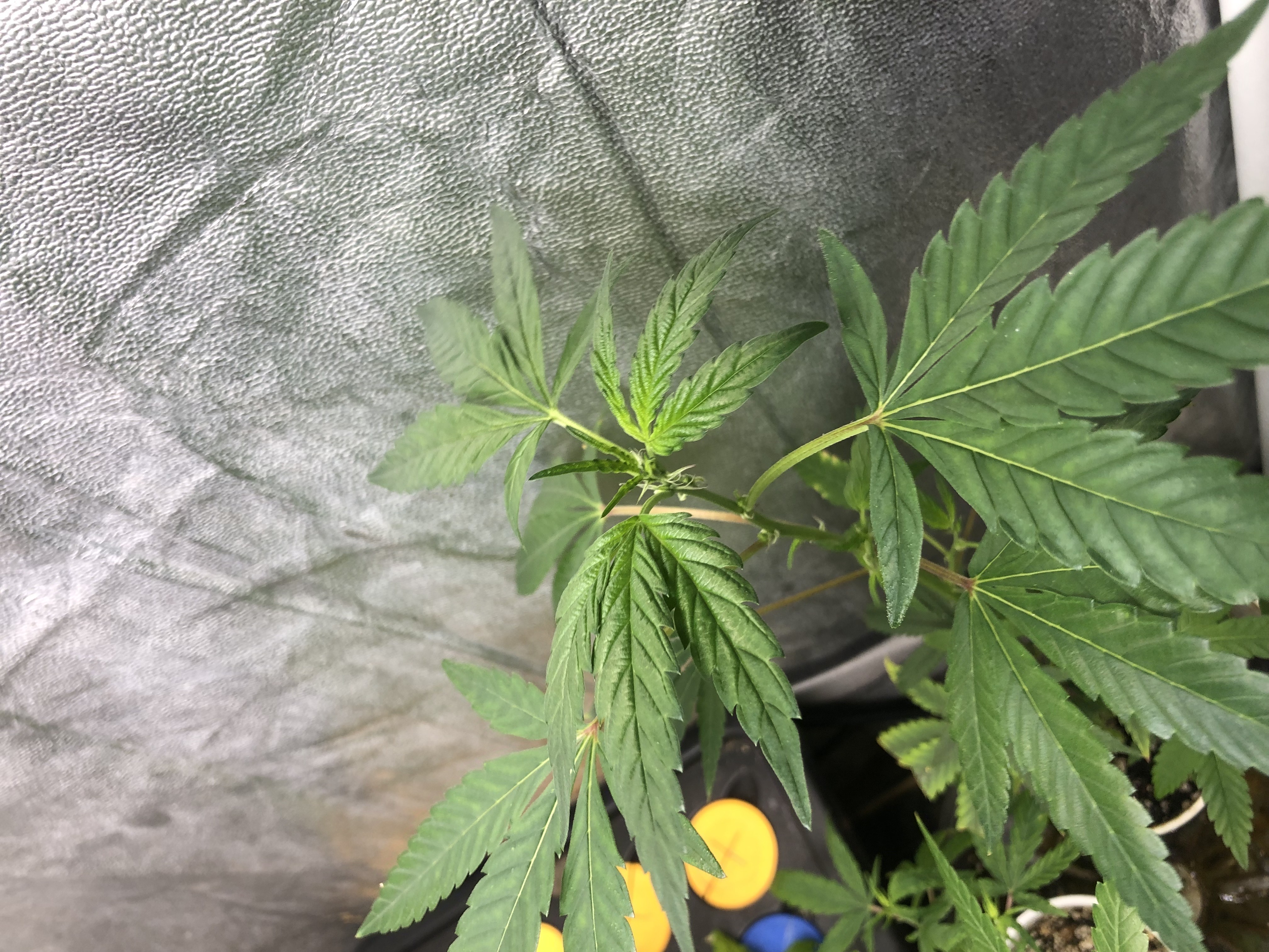 BBCxMAC1 Clone (run3) — vegetative, day 1