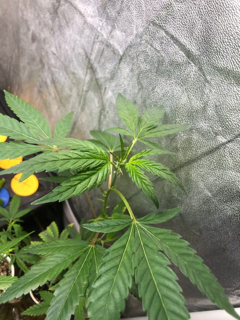 BBCxMAC1 Clone (run3) — vegetative, day 1