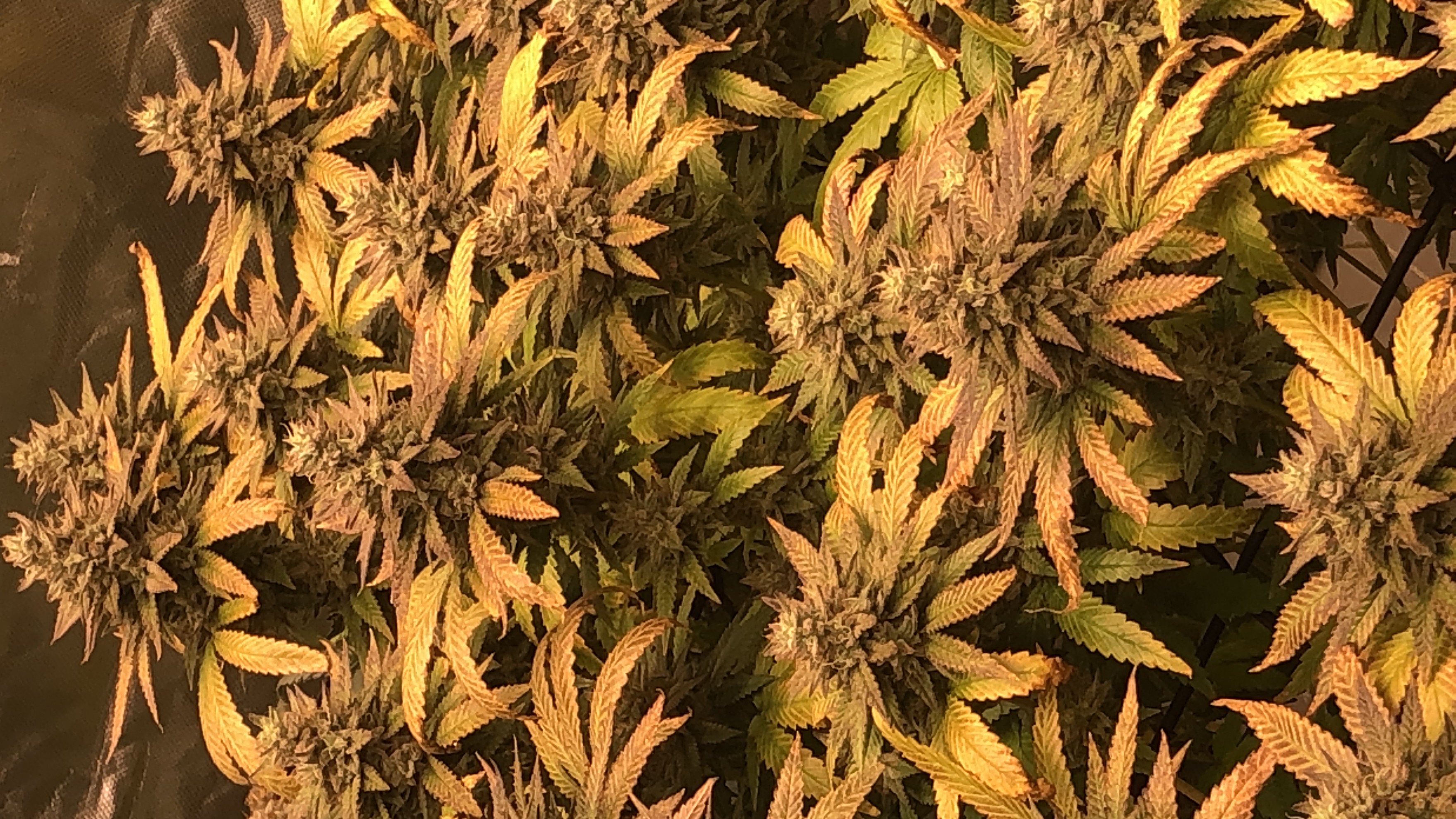 BBCxMAC1 Clone (run3) — vegetative, day 1