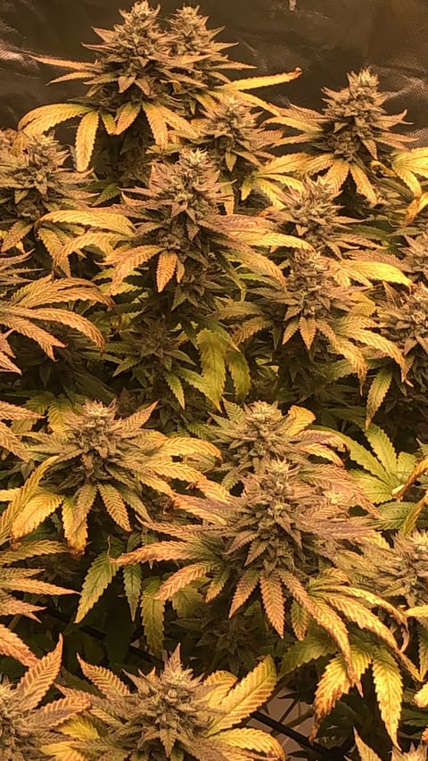 BBCxMAC1 Clone (run3) — vegetative, day 1