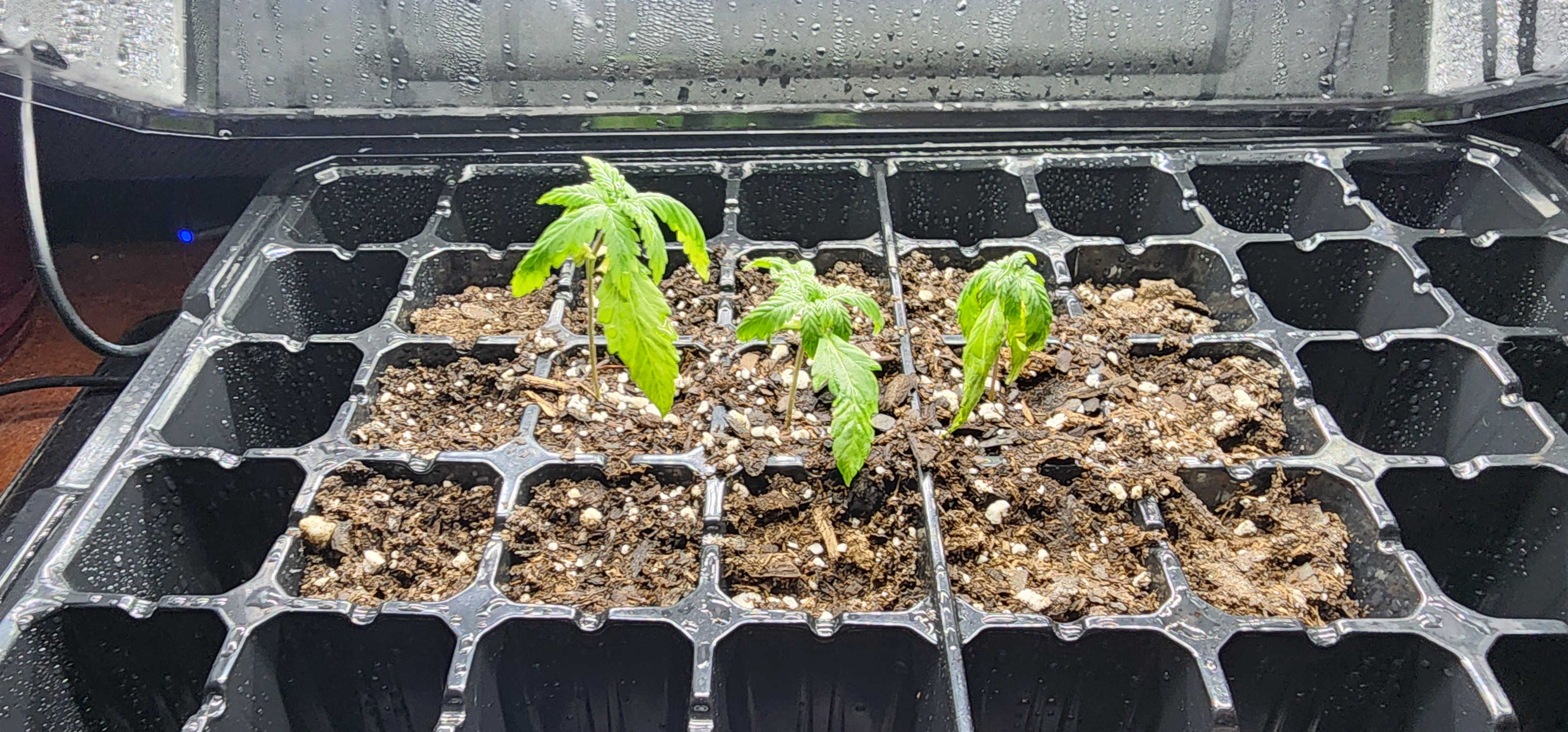 Critical Purple Autoflower