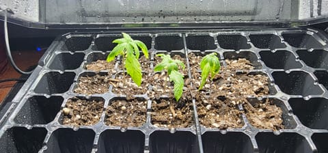 Critical Purple Autoflower — vegetative, day 1