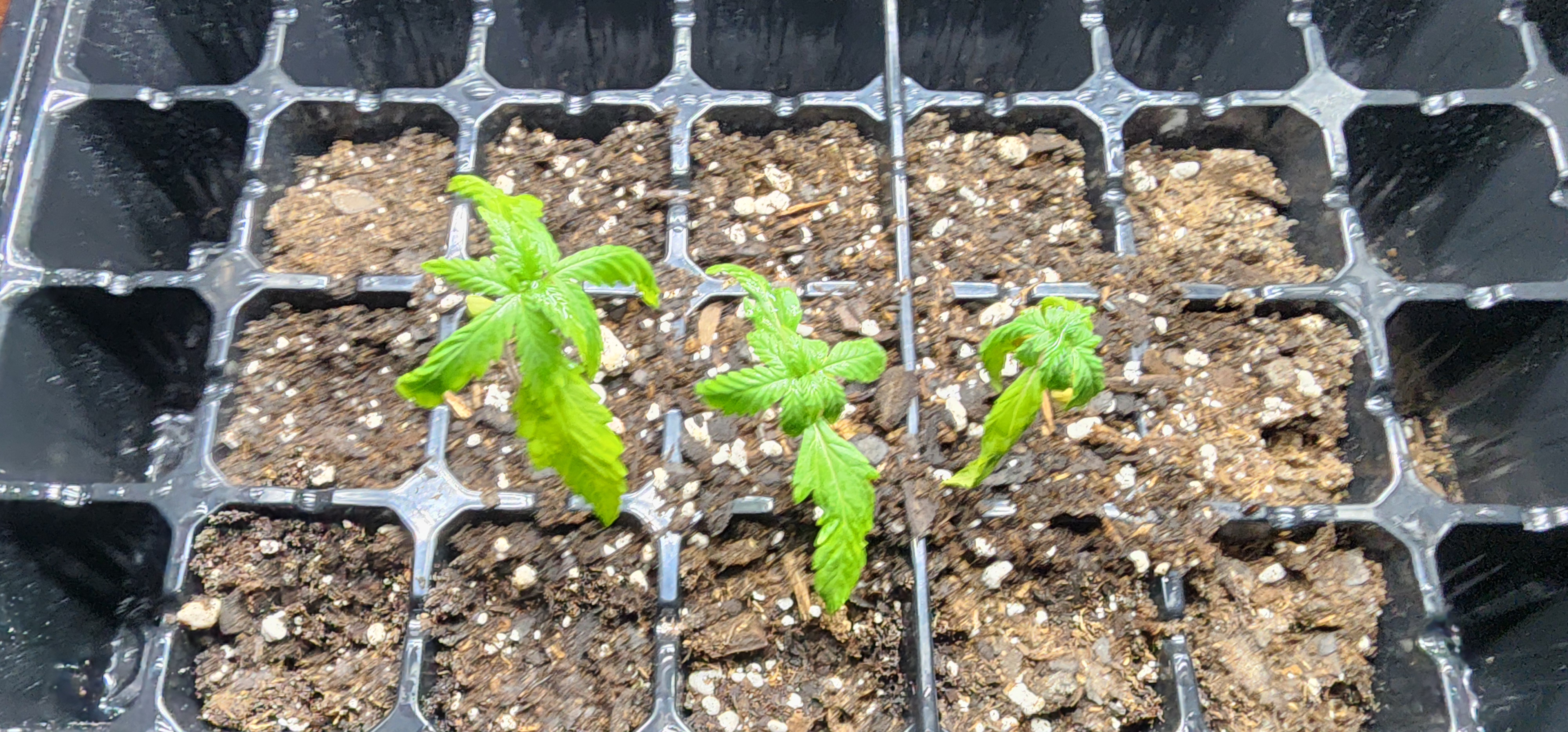 Critical Purple Autoflower — vegetative, day 1